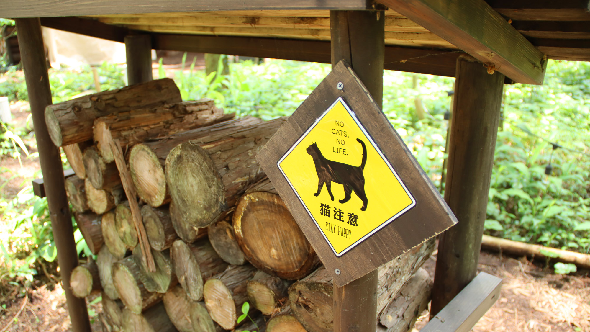 猫が巡回しています