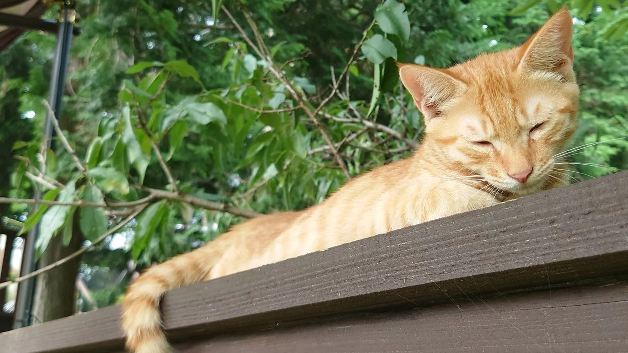 ・【猫】施設内の至る所に猫ちゃん♪動物好きさんにはたまらないスポットです