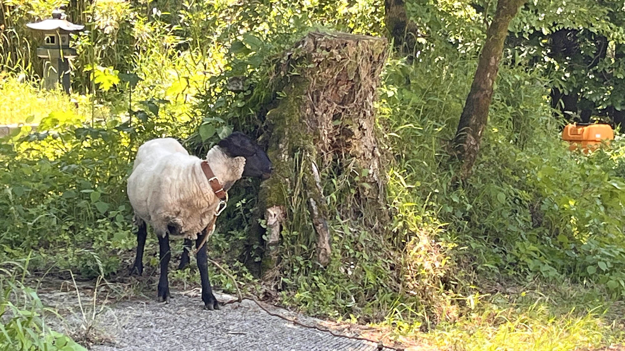 羊の毛刈り体験ができるかも！？