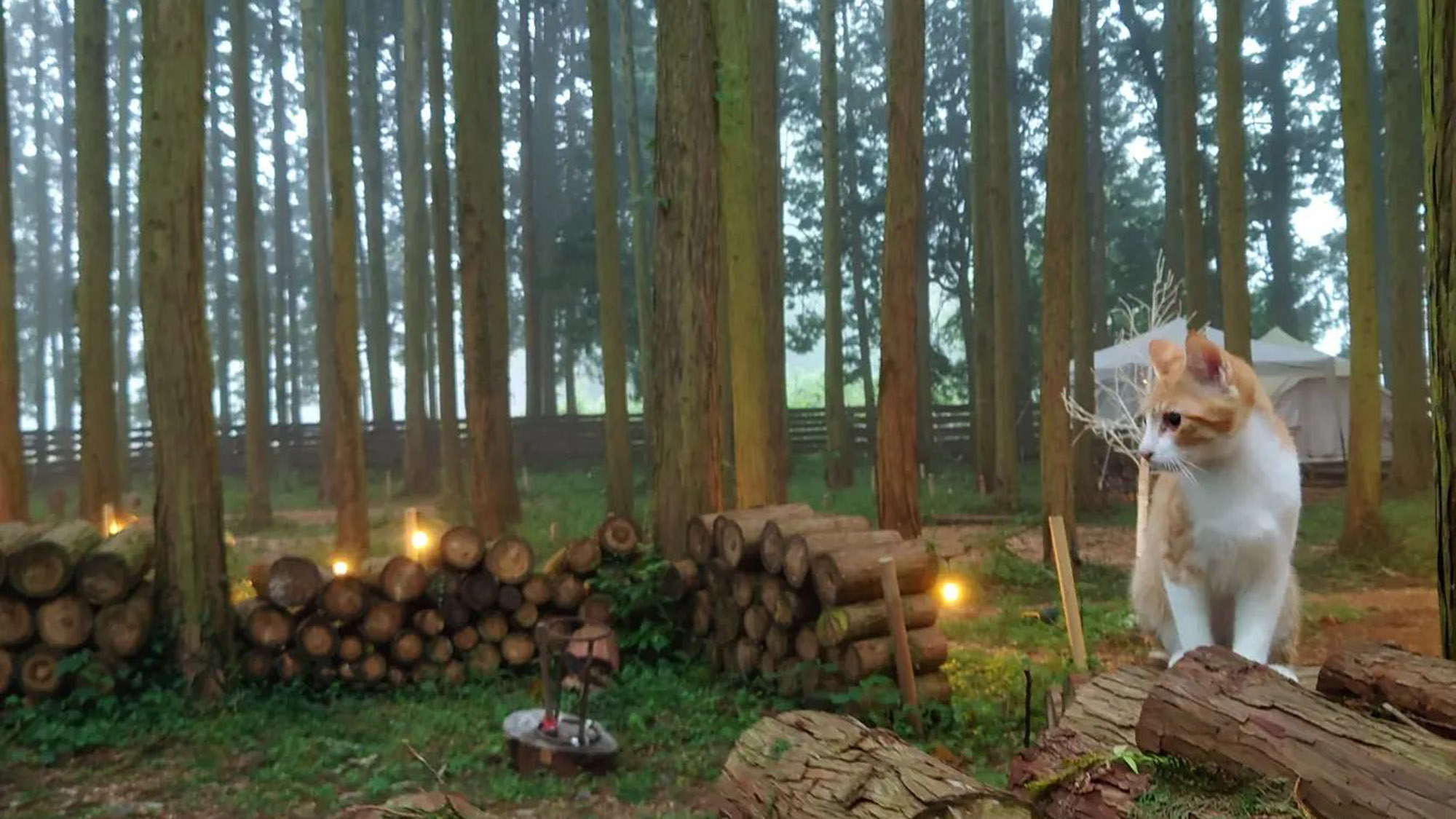 ・【猫】活発に動き回る猫ちゃん探しもオススメです