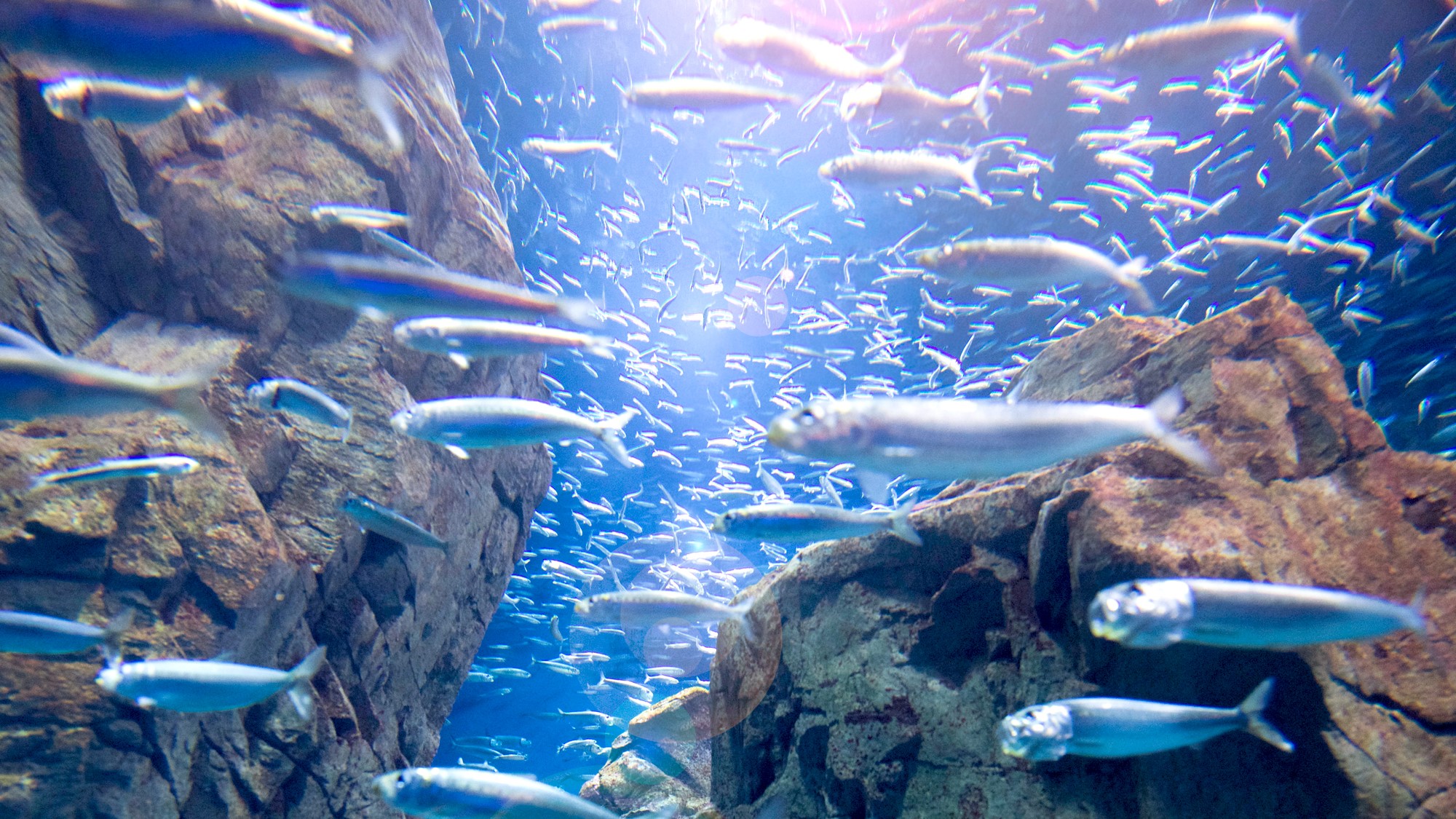 海遊館　イワシ