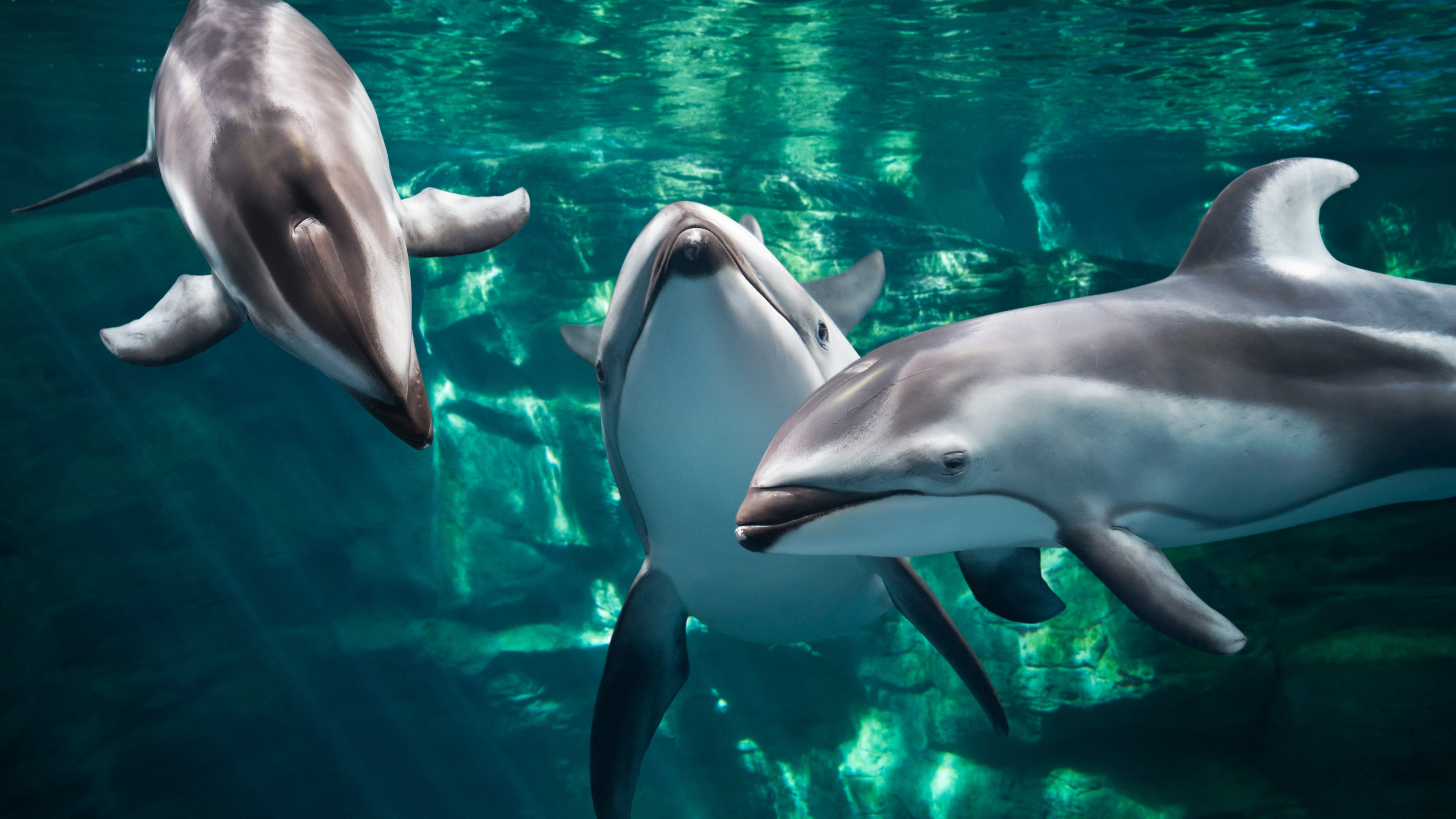 海遊館　カマイルカ