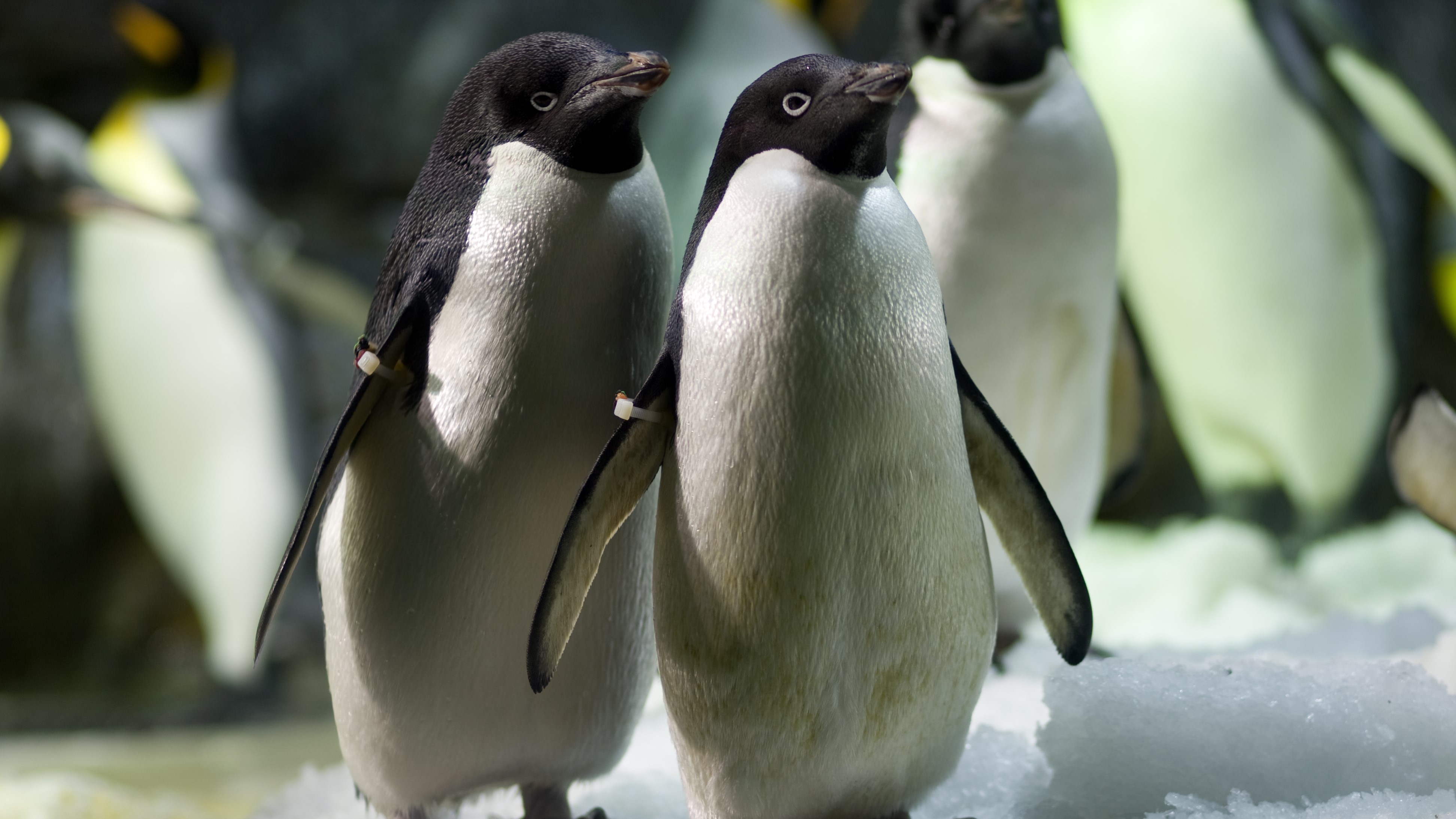 海遊館　アデリーペンギン