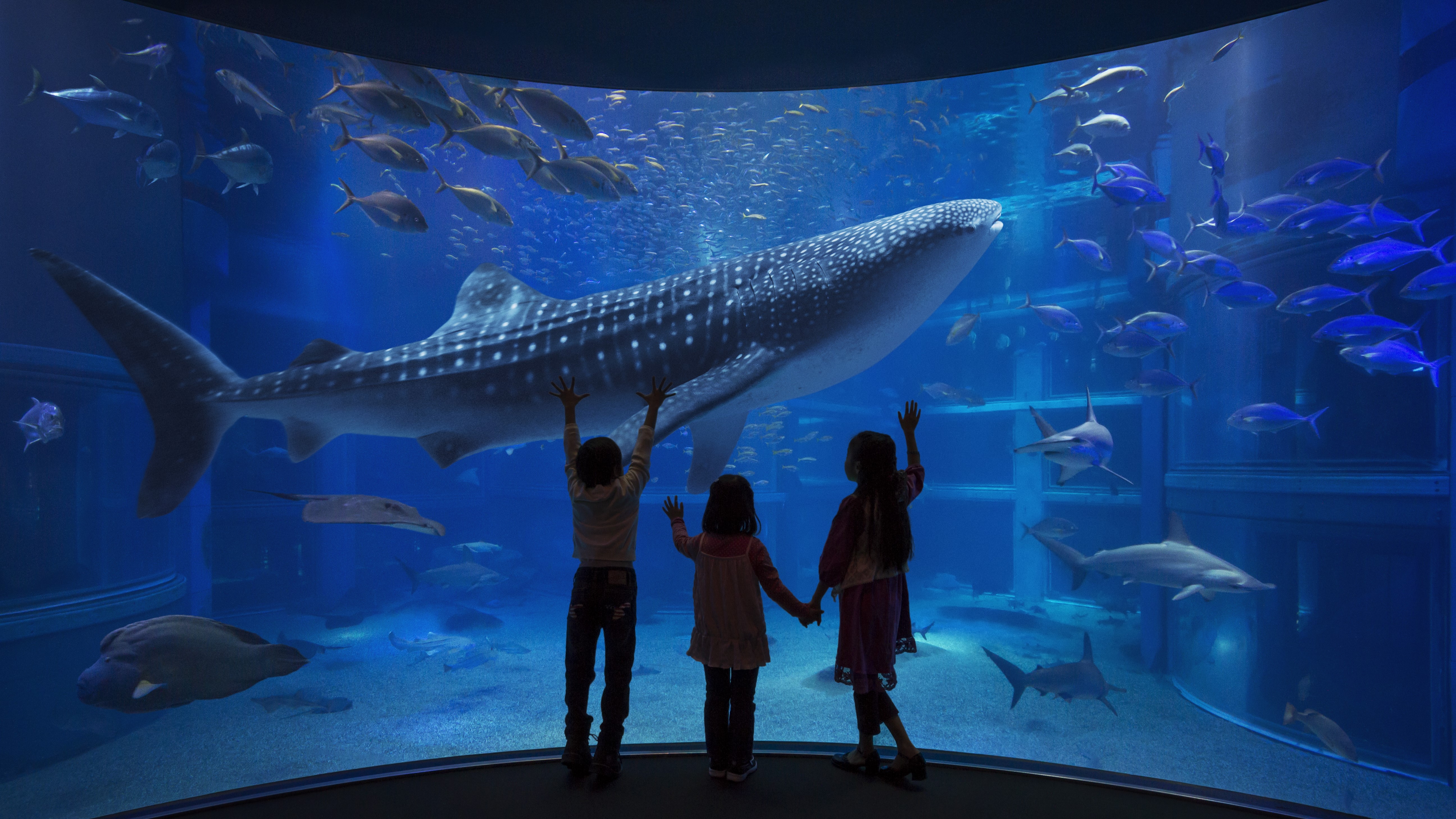 海遊館　ジンベイザメ