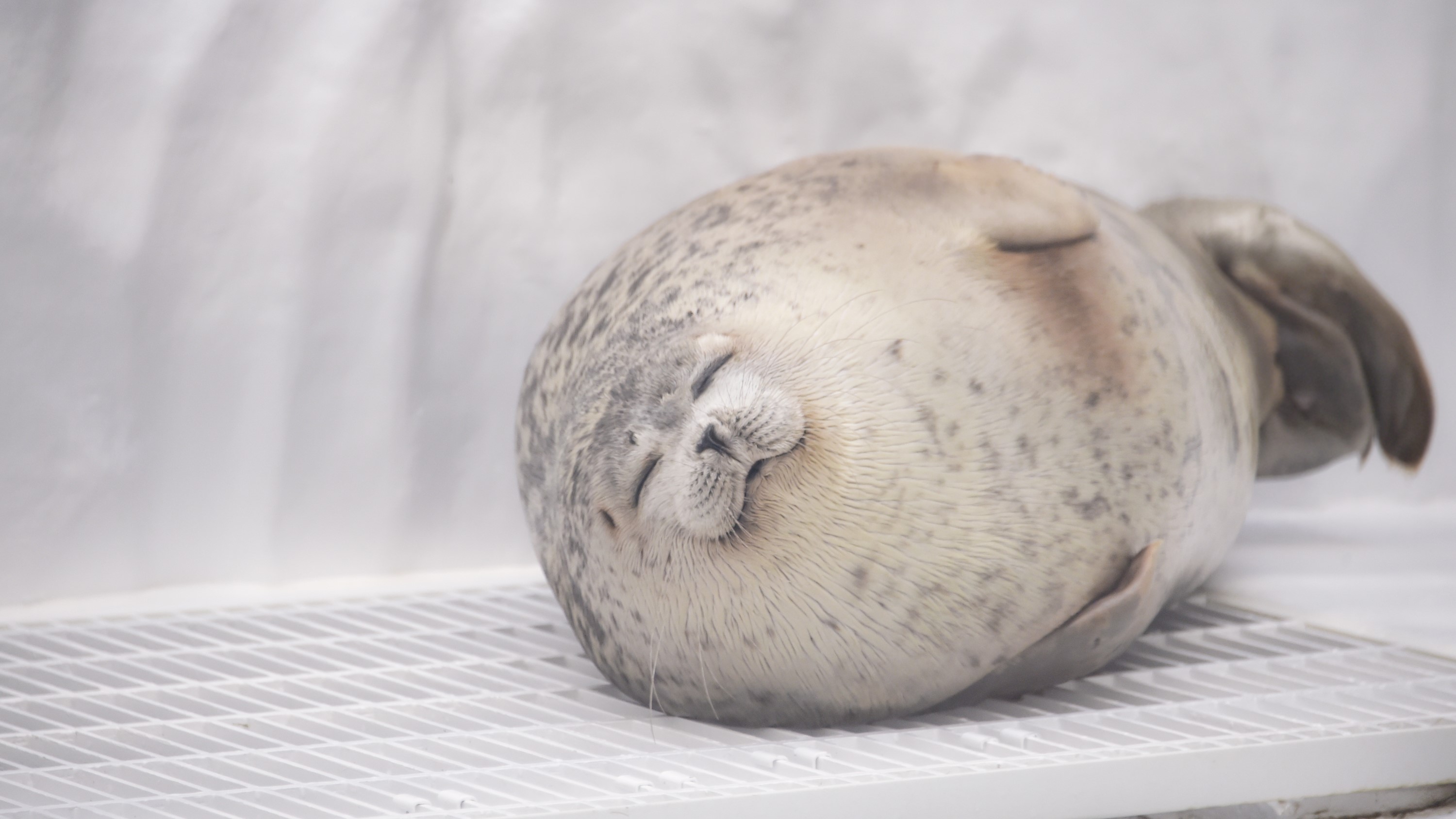 海遊館　アザラシ