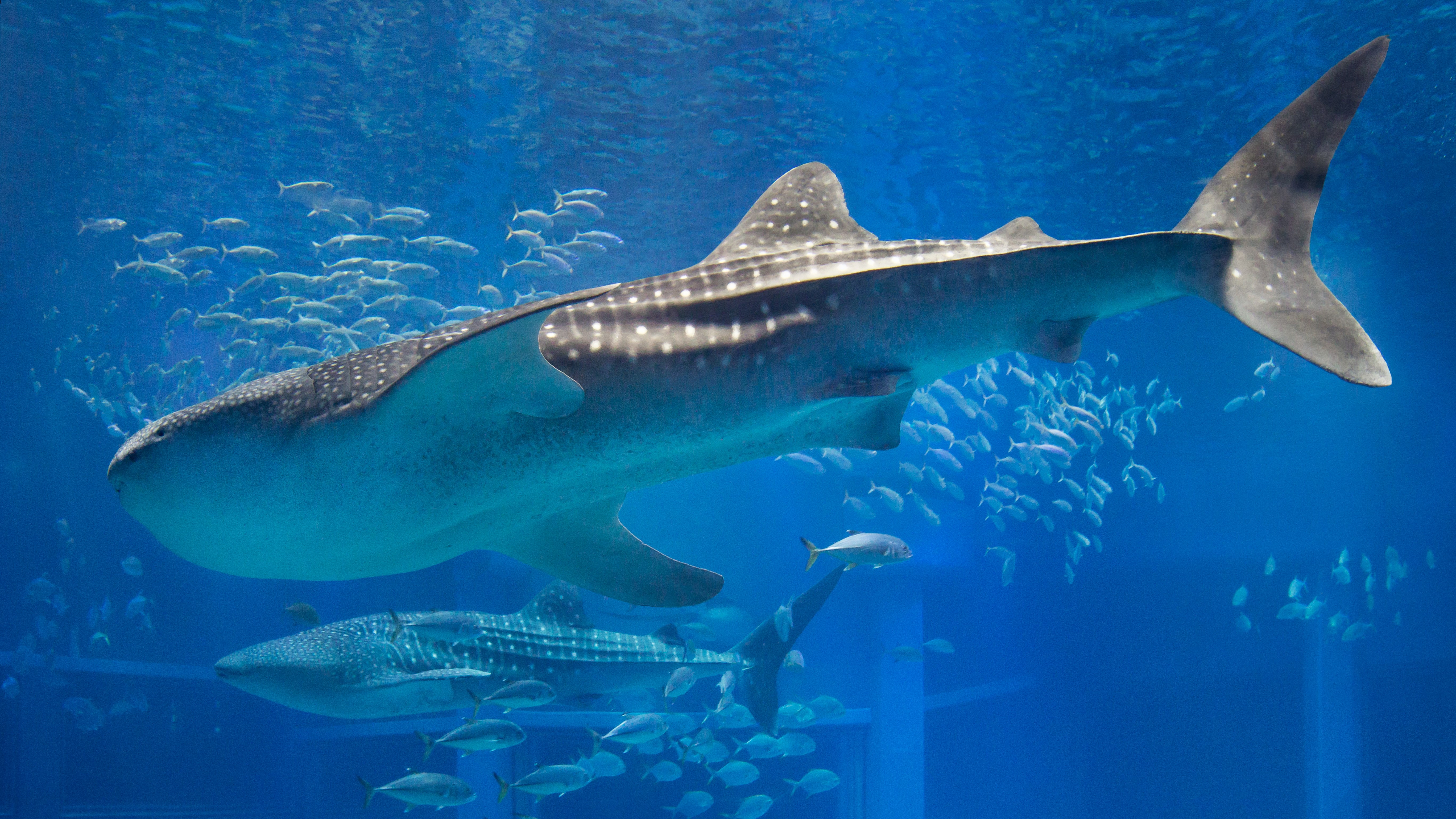 海遊館　ジンベイザメ