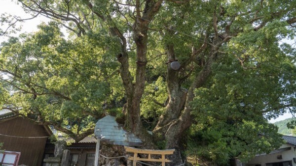 須賀神社（大谷の楠）