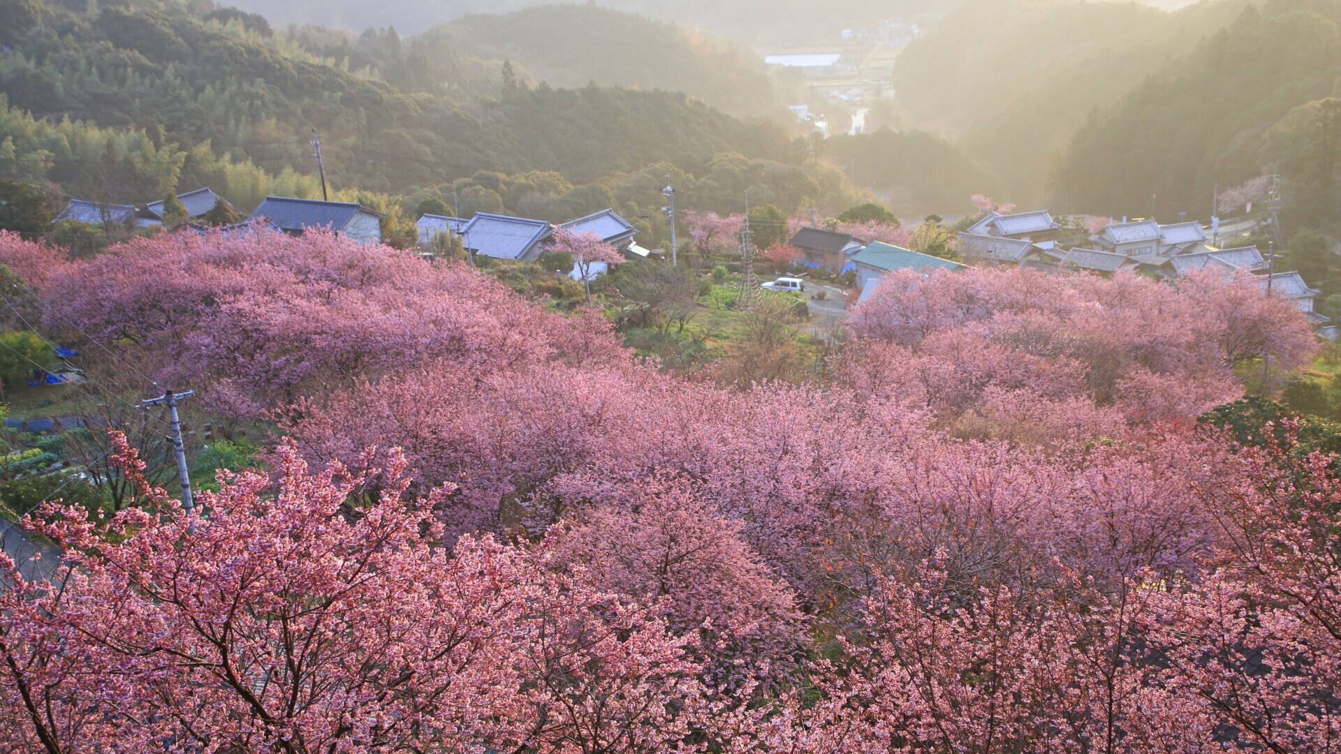 桑田山雪割り桜