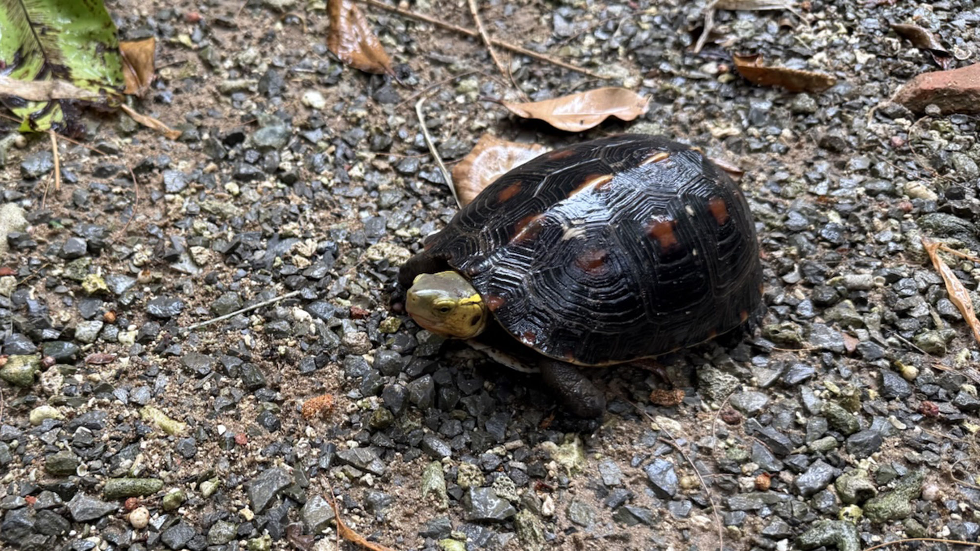 【施設周辺】セマルハコガメ