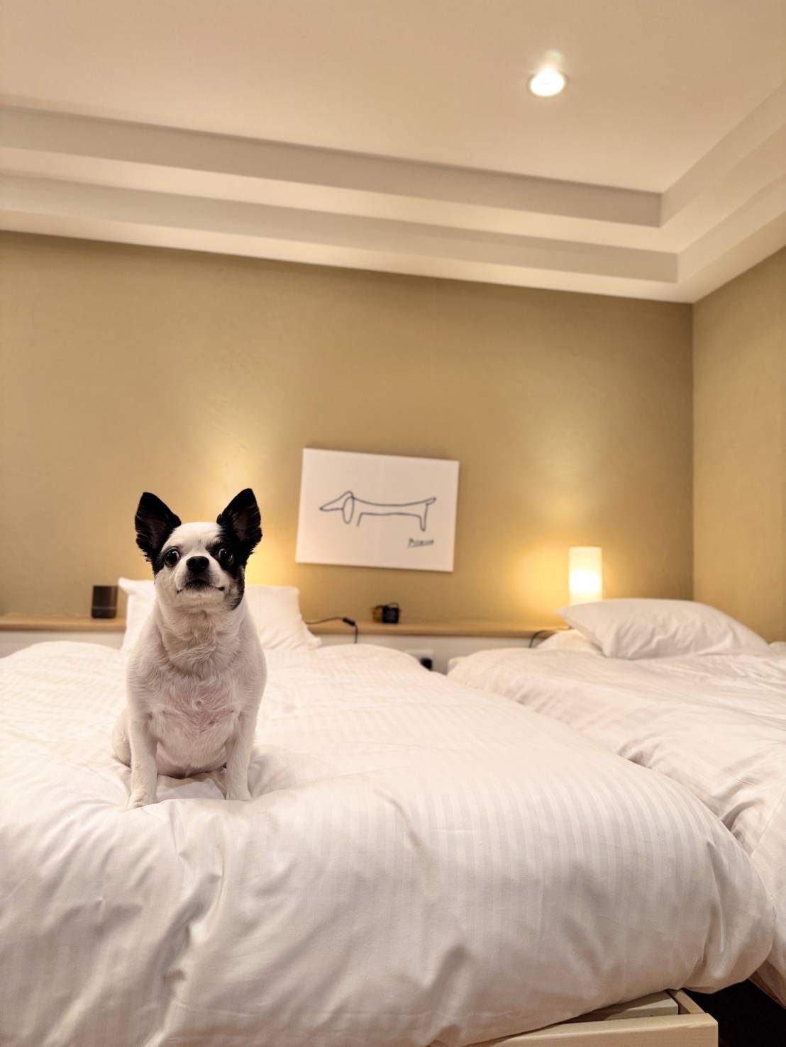 Room No：9　Myliving　ペットOK！デラックスツインルーム　57㎡