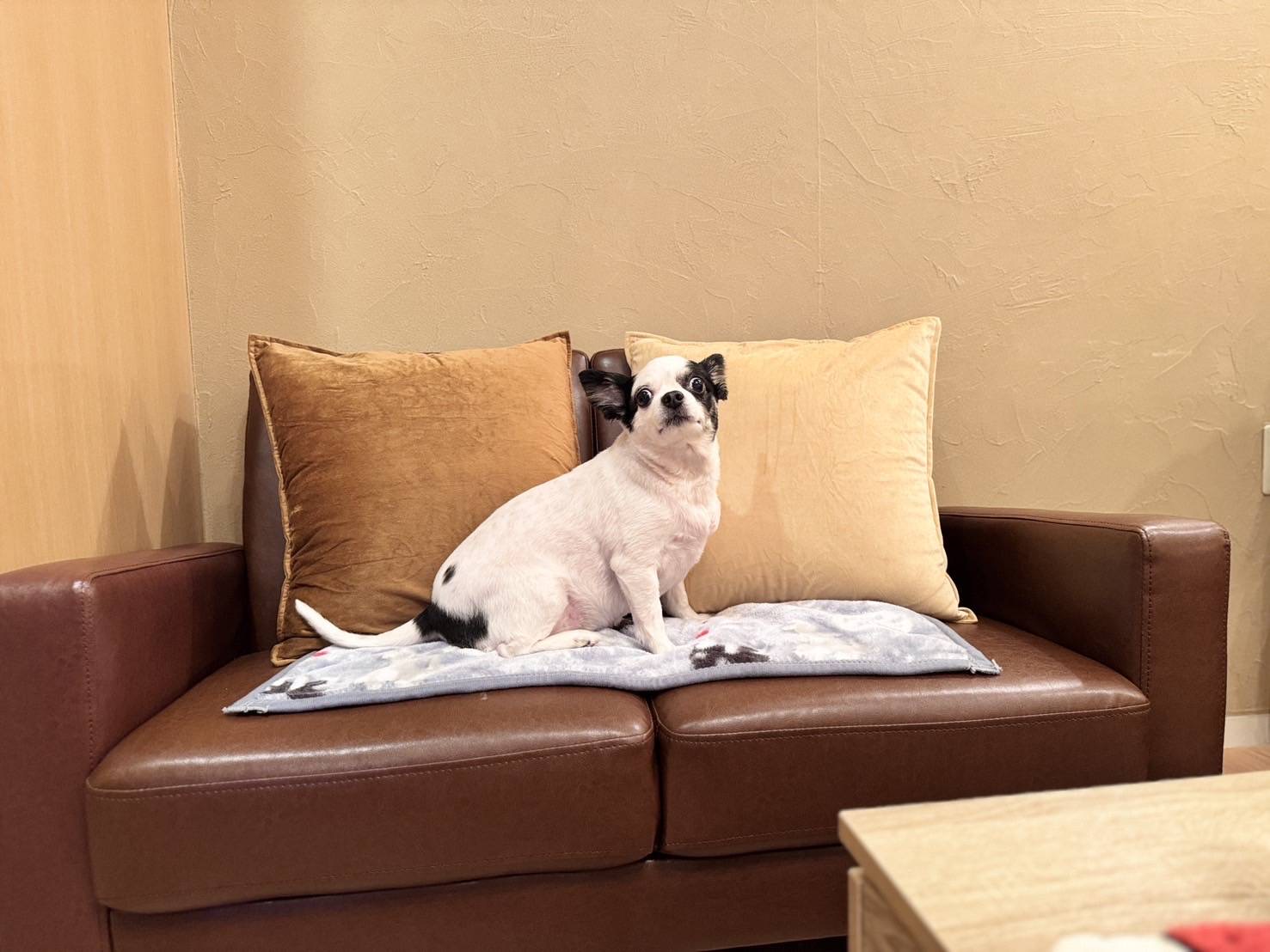 Room No：9　Myliving　ペットOK！デラックスツインルーム　57㎡