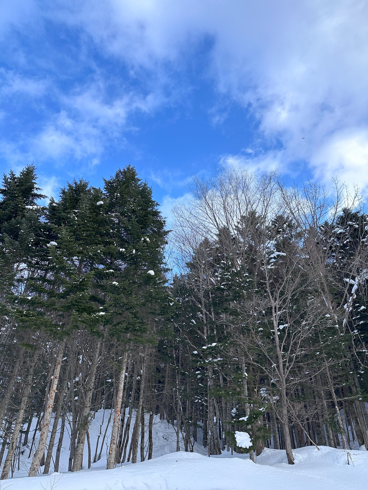 この森を背に建つホテルふらのヴェルデです