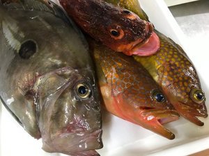 ■旬のお値打ち海鮮プラン■