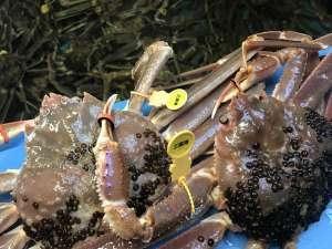 カップルさんオススメ！女将一押し越前蟹フルコース【茹で蟹2名様につき1杯】