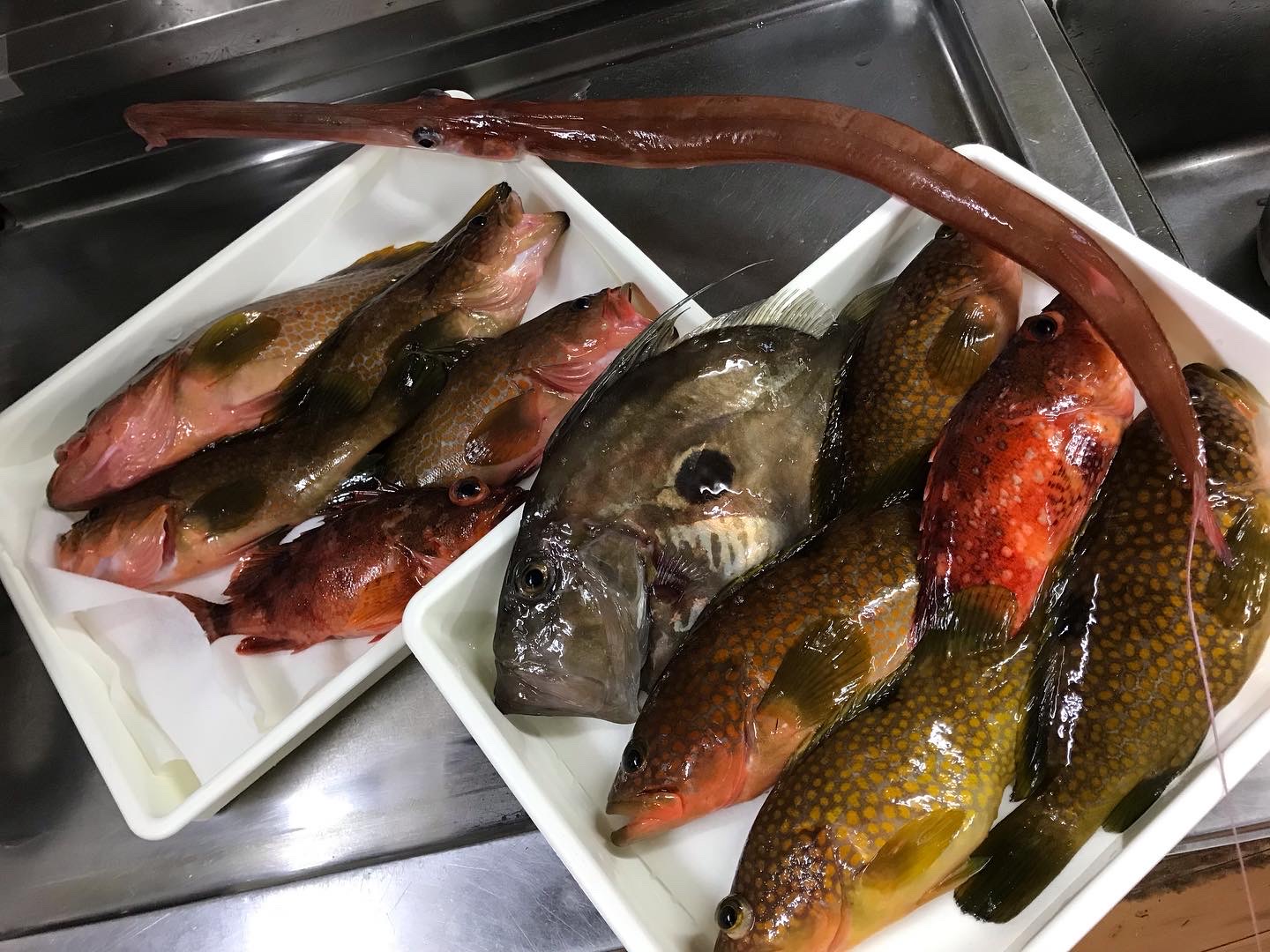 三国沖の一本釣り