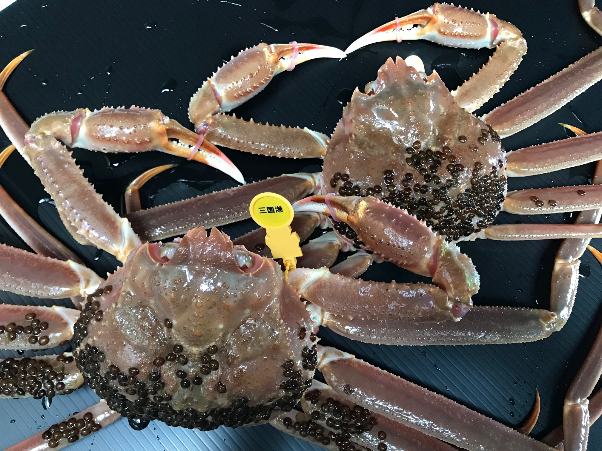 三国港直送！ブランド蟹の最高峰