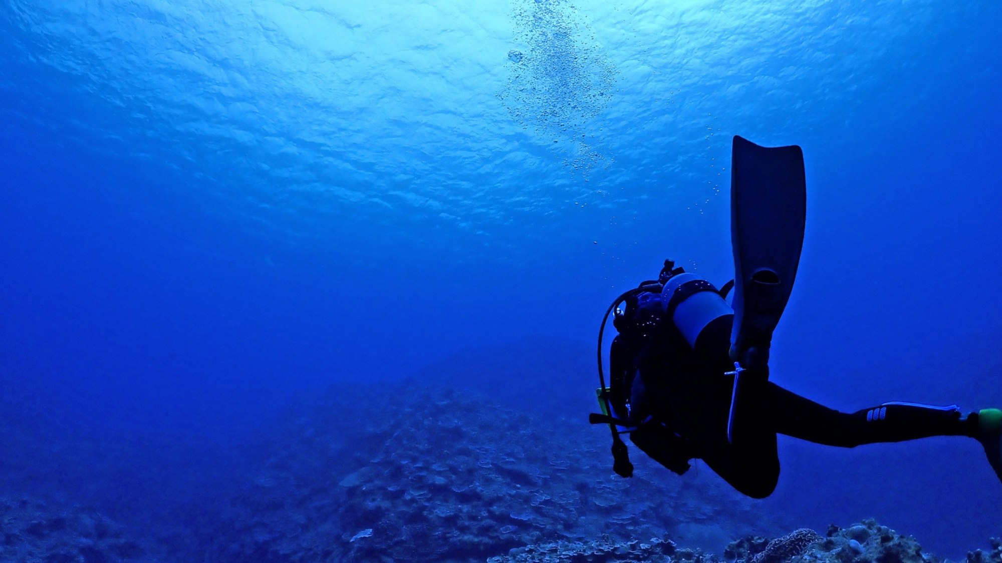 石垣島はダイビングが人気、美しい海中世界。