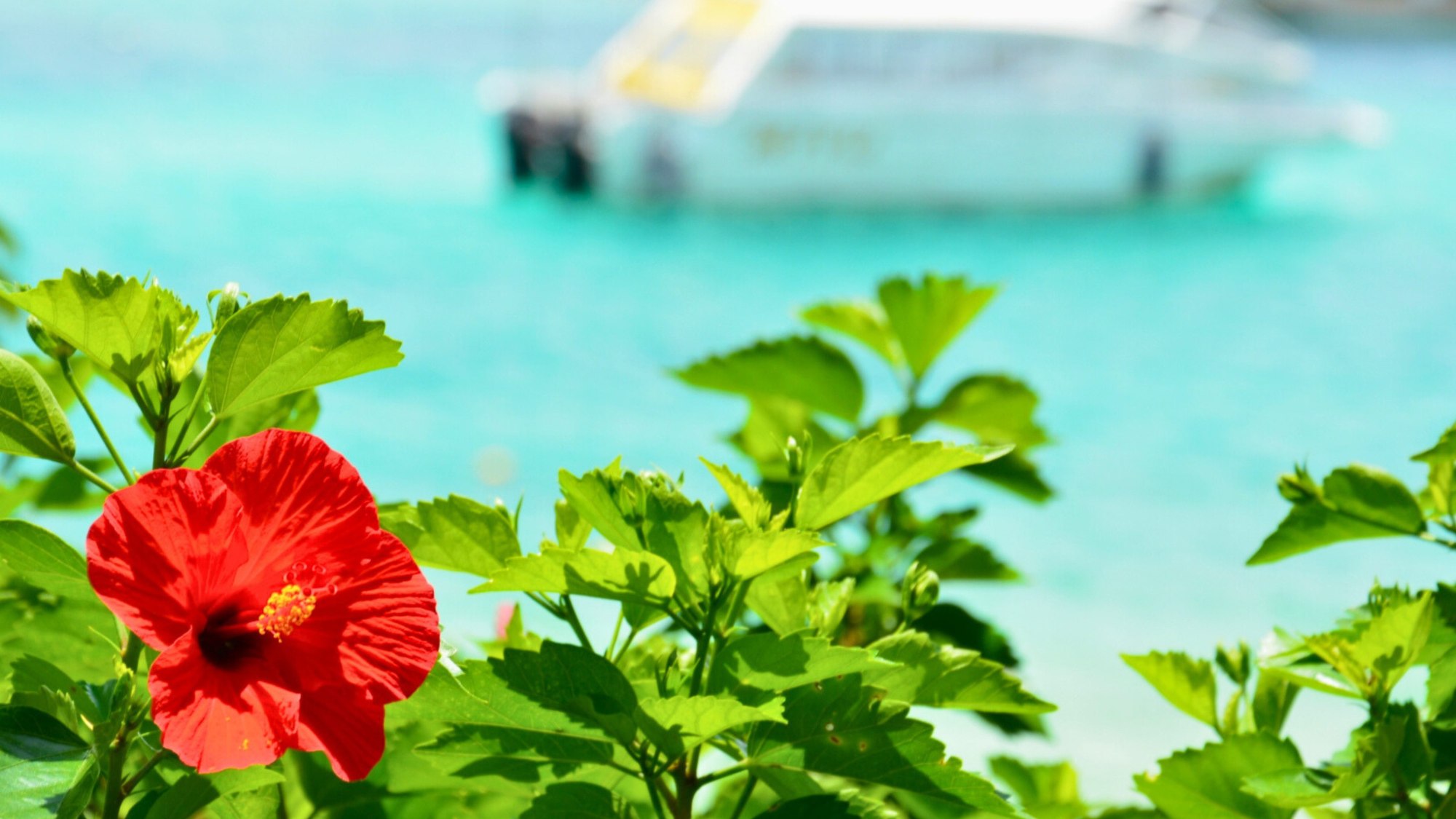 鮮やかなハイビスカスが咲く川平湾、南国気分を満喫。