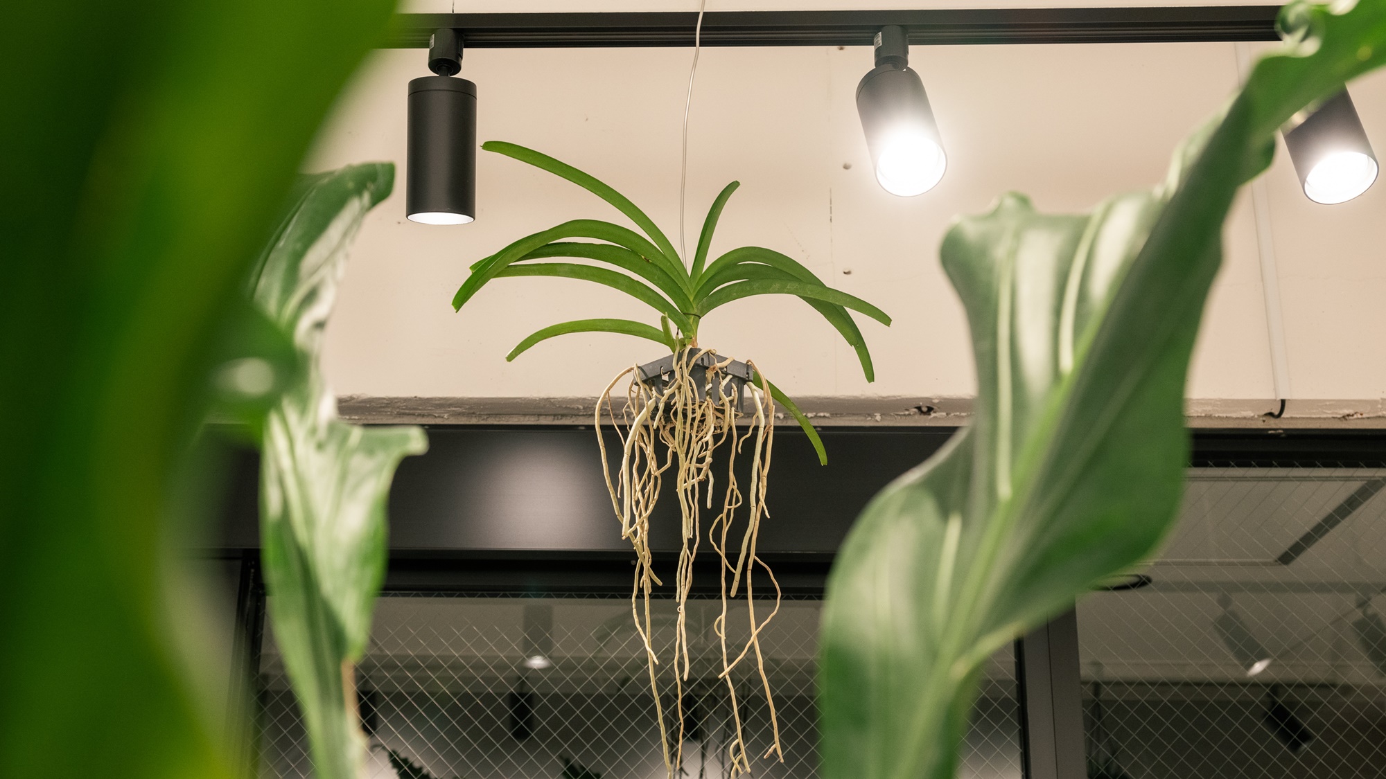 プロジェクター　ライト