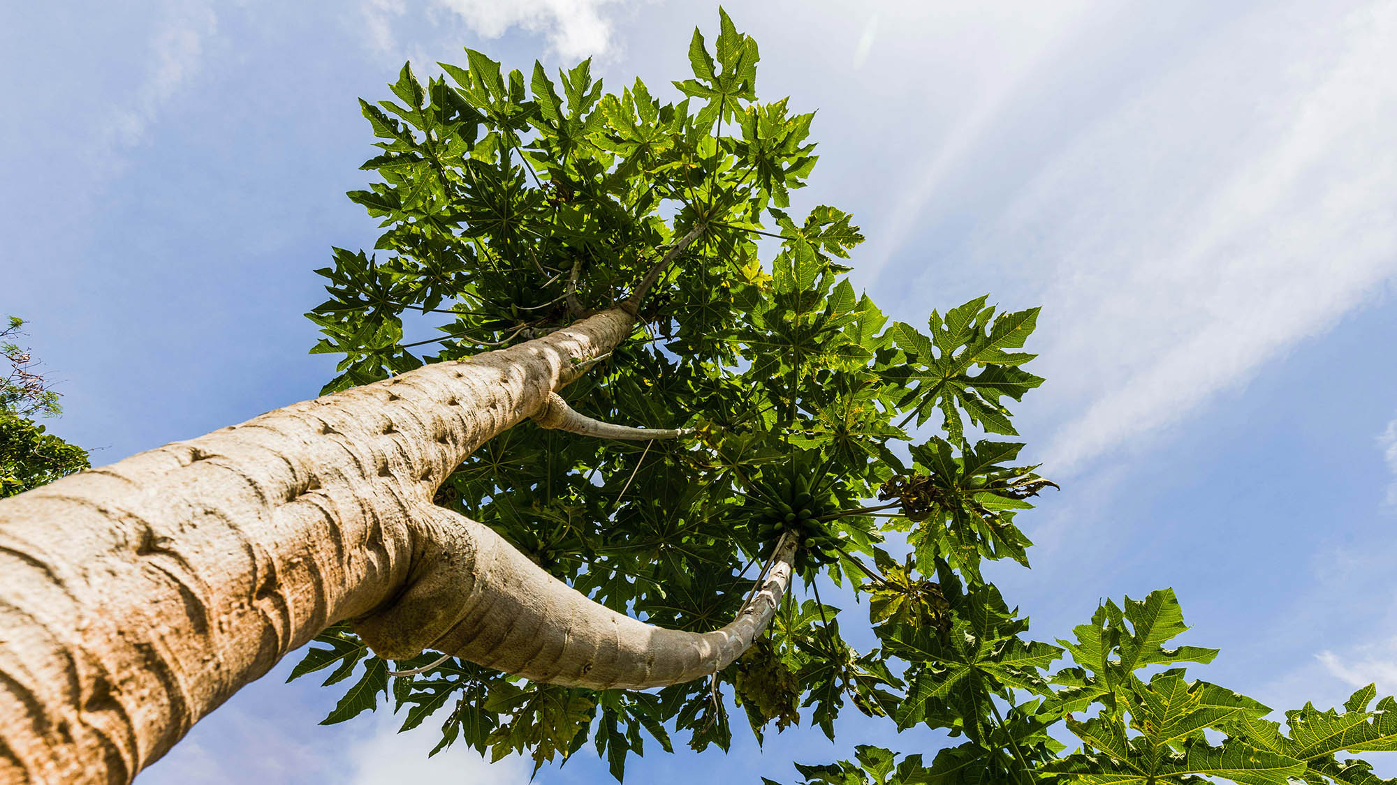 ・【景観】沖縄の豊かな自然を肌で感じてください