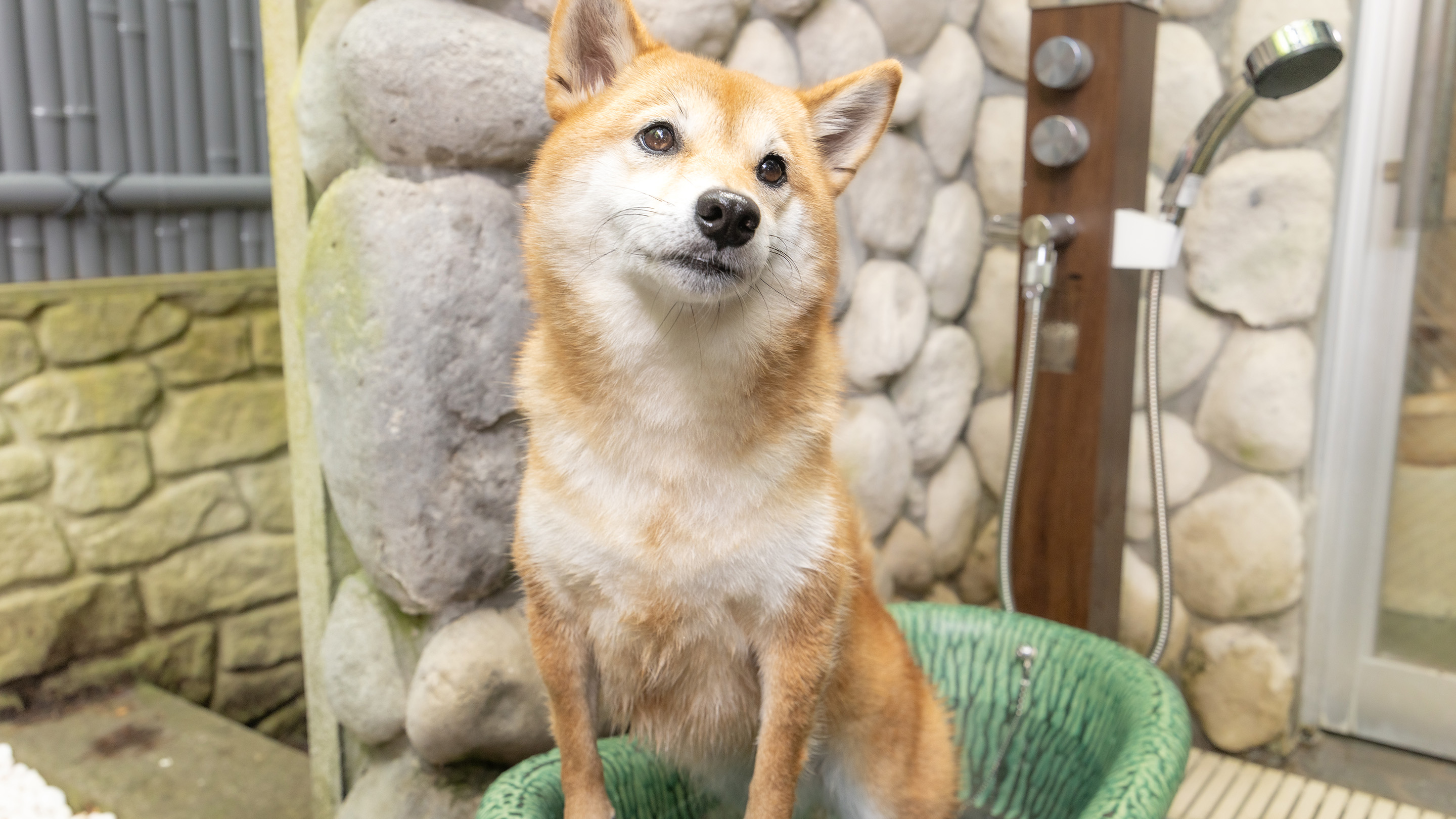 わんちゃんと一緒 貸切風呂※有料/予約制