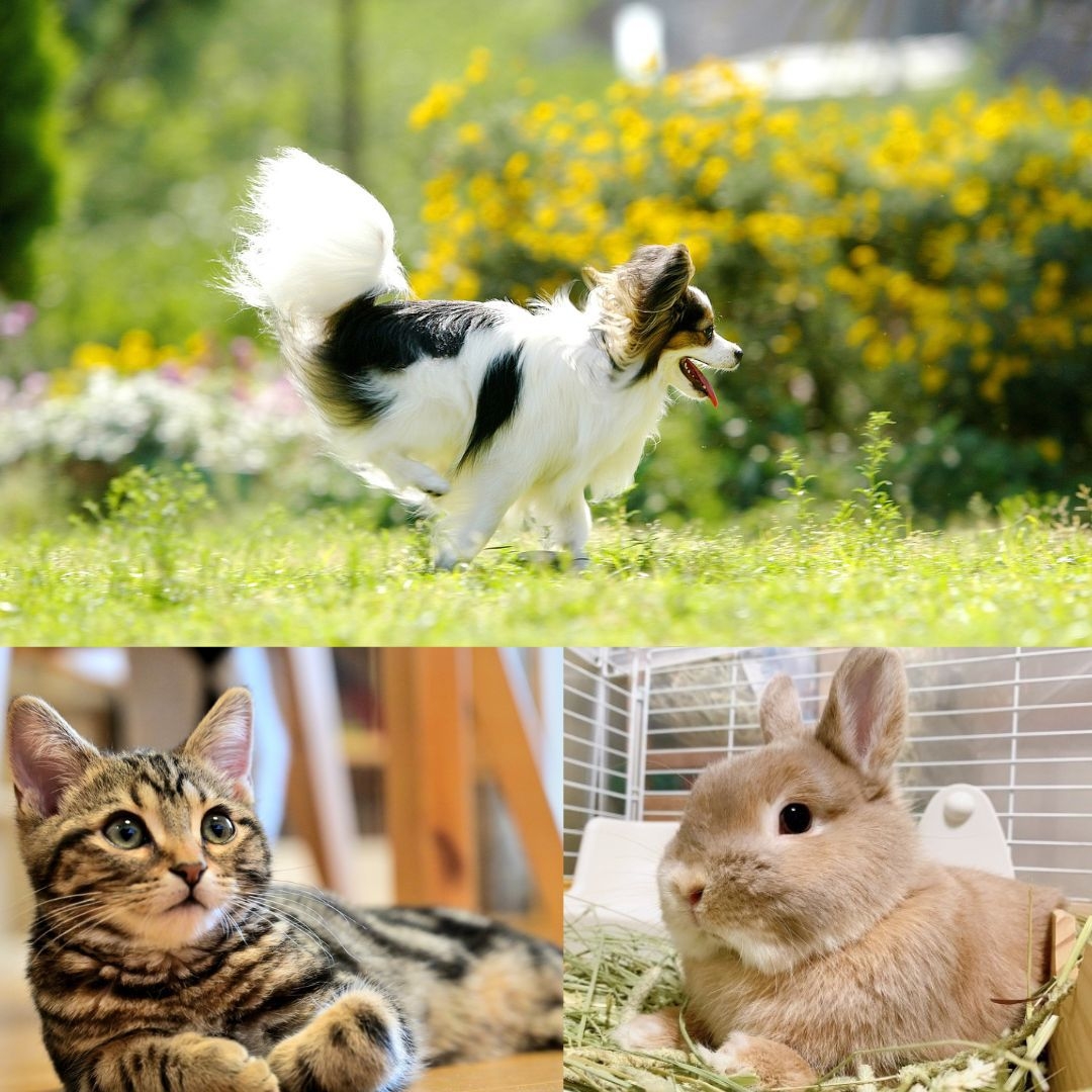 ペットと泊まるトレーラーハウス素泊りプラン【4名様まで】★隣接の日帰り温泉入浴パスポート付き