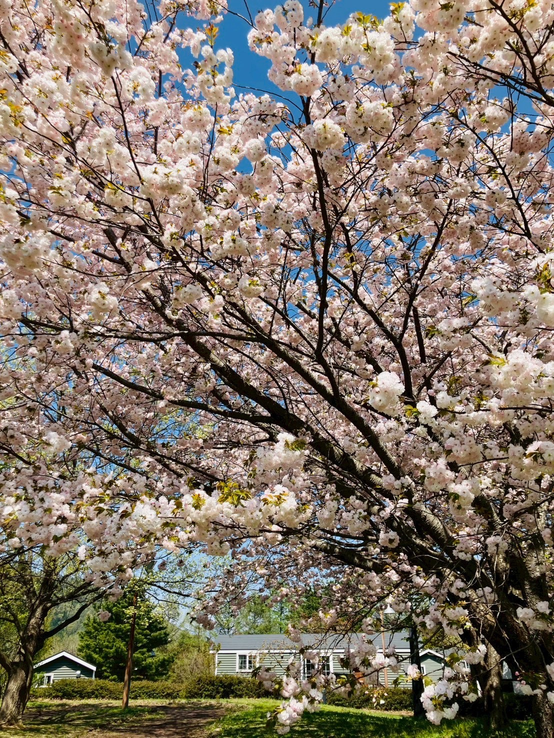 桜