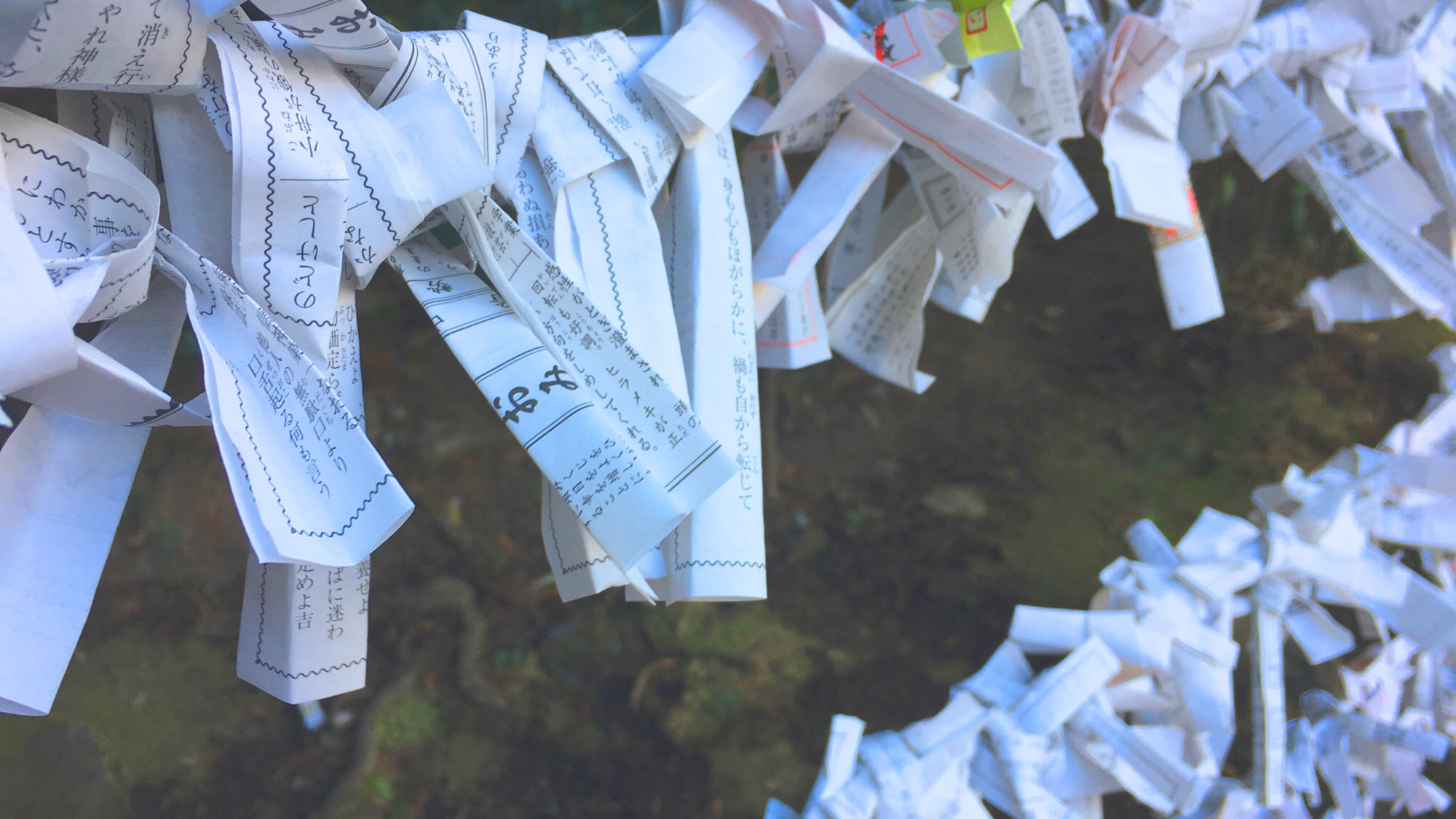 霧島神宮おみくじ