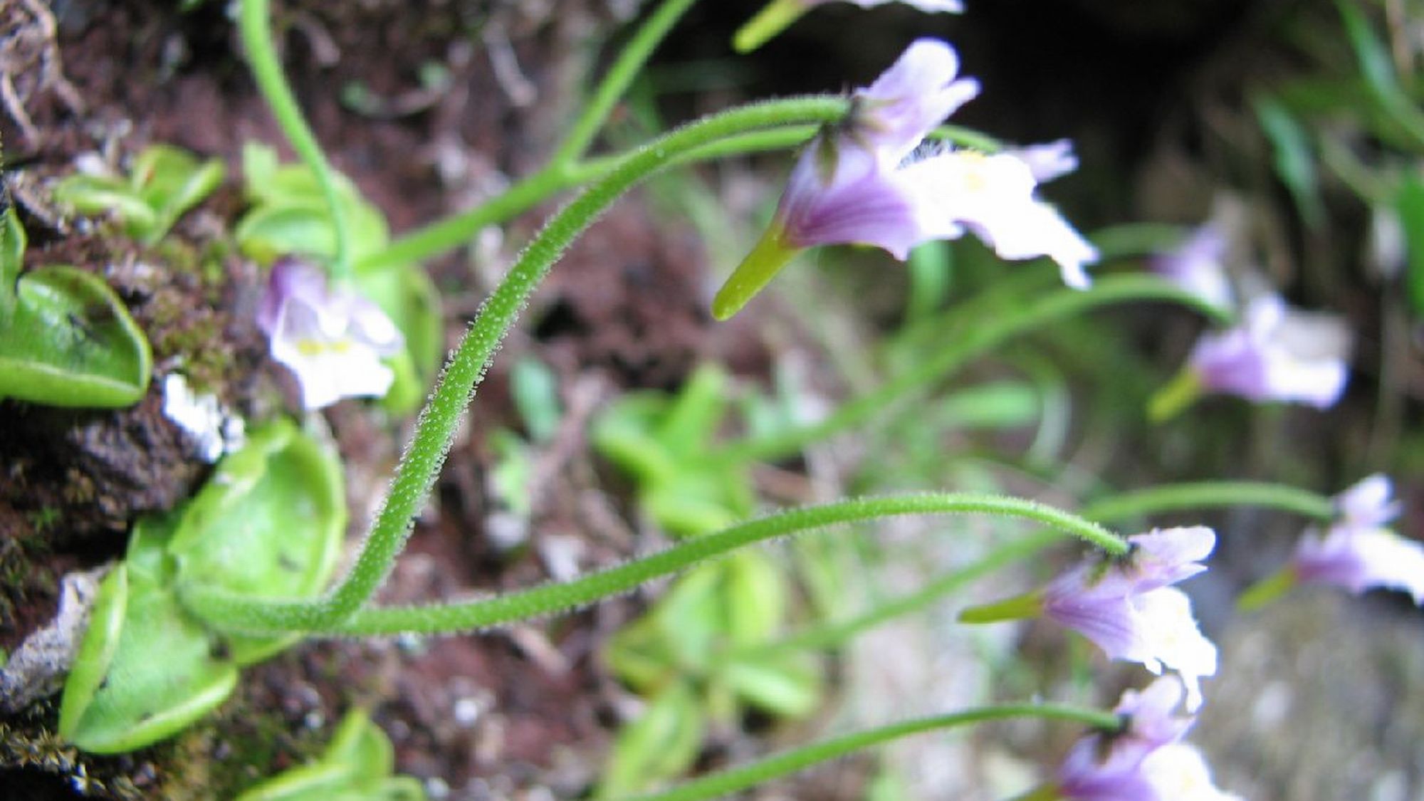 【コウシンソウ】特別天然記念物に指定されています