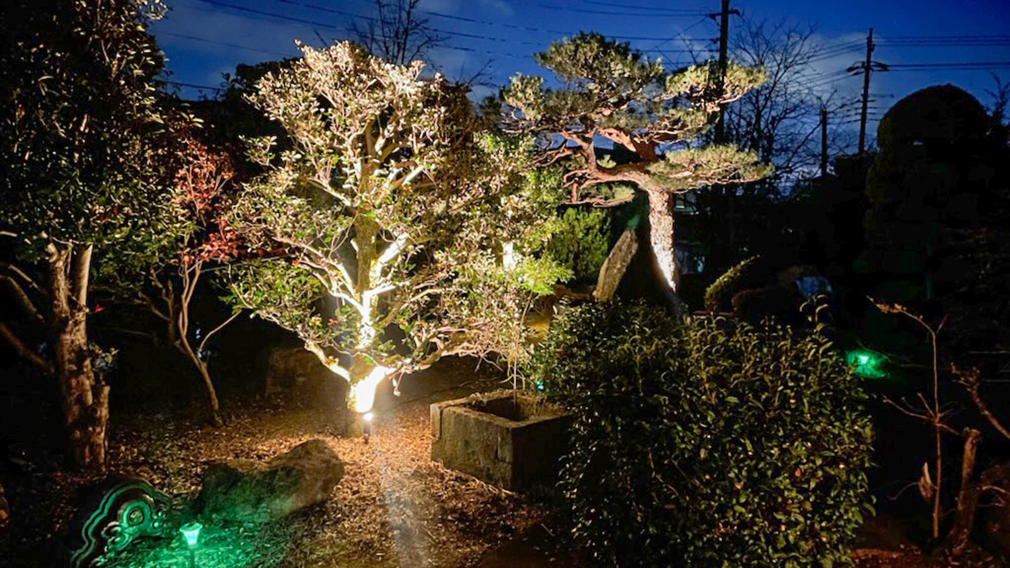 ・【庭】ライトアップされた夜の庭園。やさしく照らされた木々や花が幻想的な雰囲気を演出
