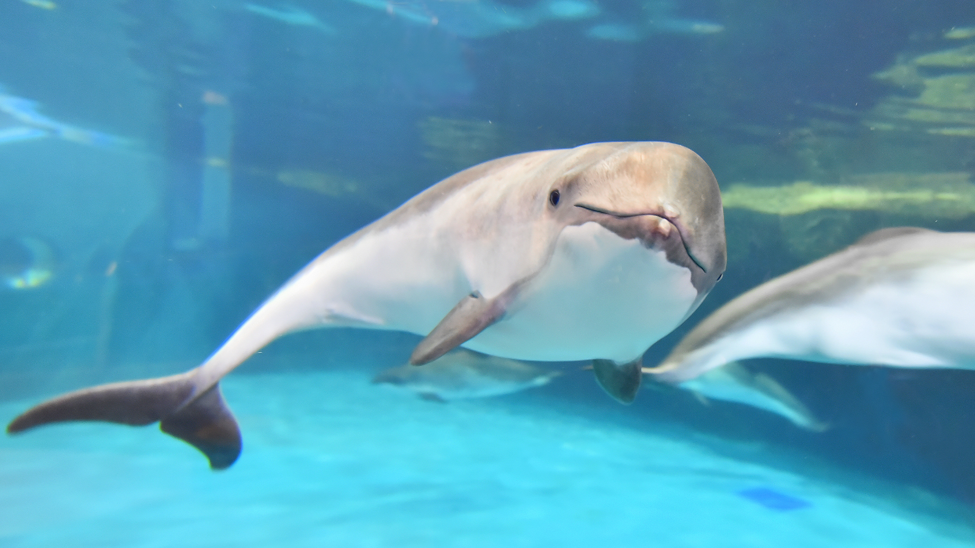 【おたる水族館】＜車約10分＞全北の生物たちを中心に展示。トドやアザラシが見られる海獣公園も人気
