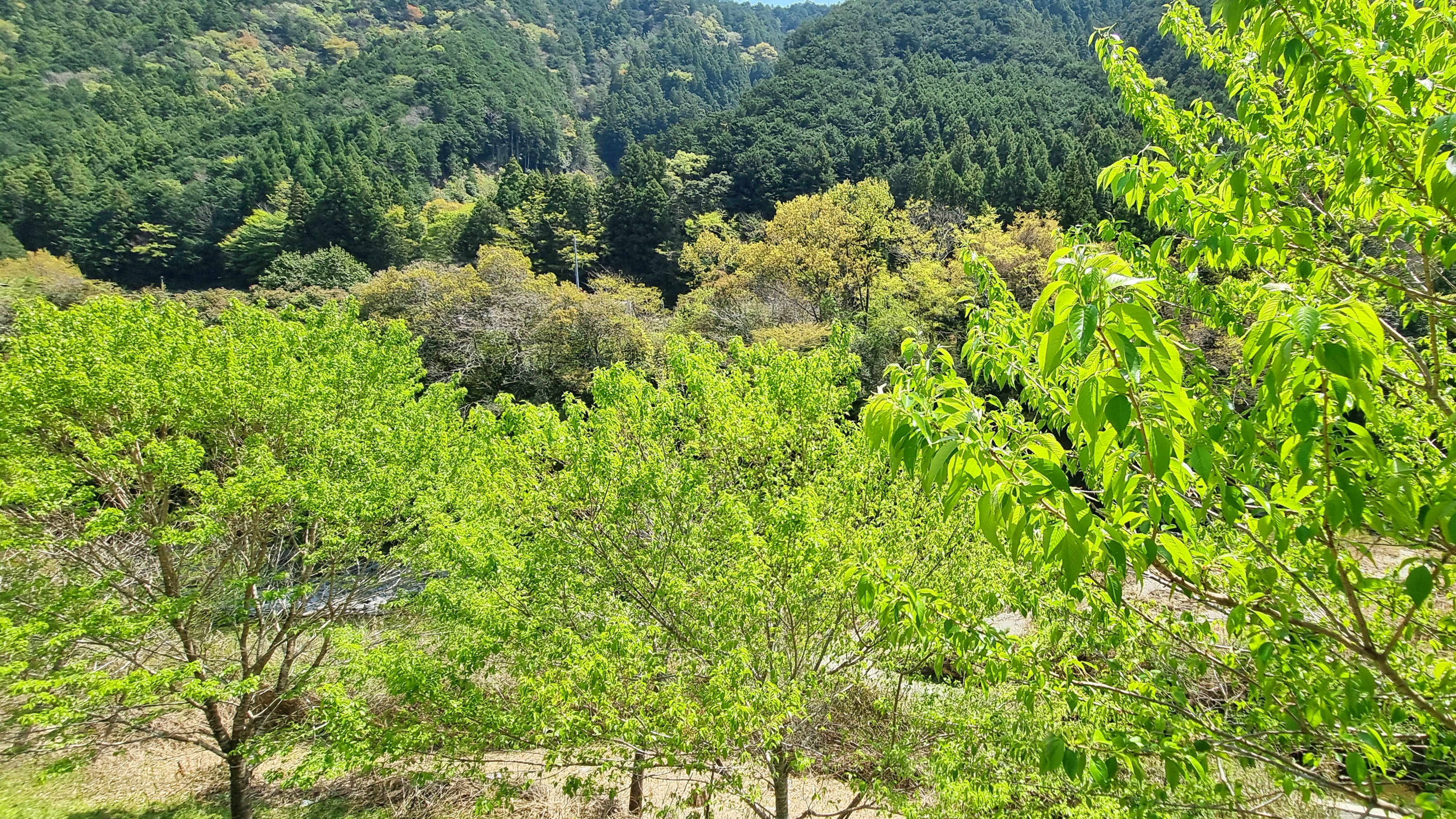B棟テラスからの初夏風景