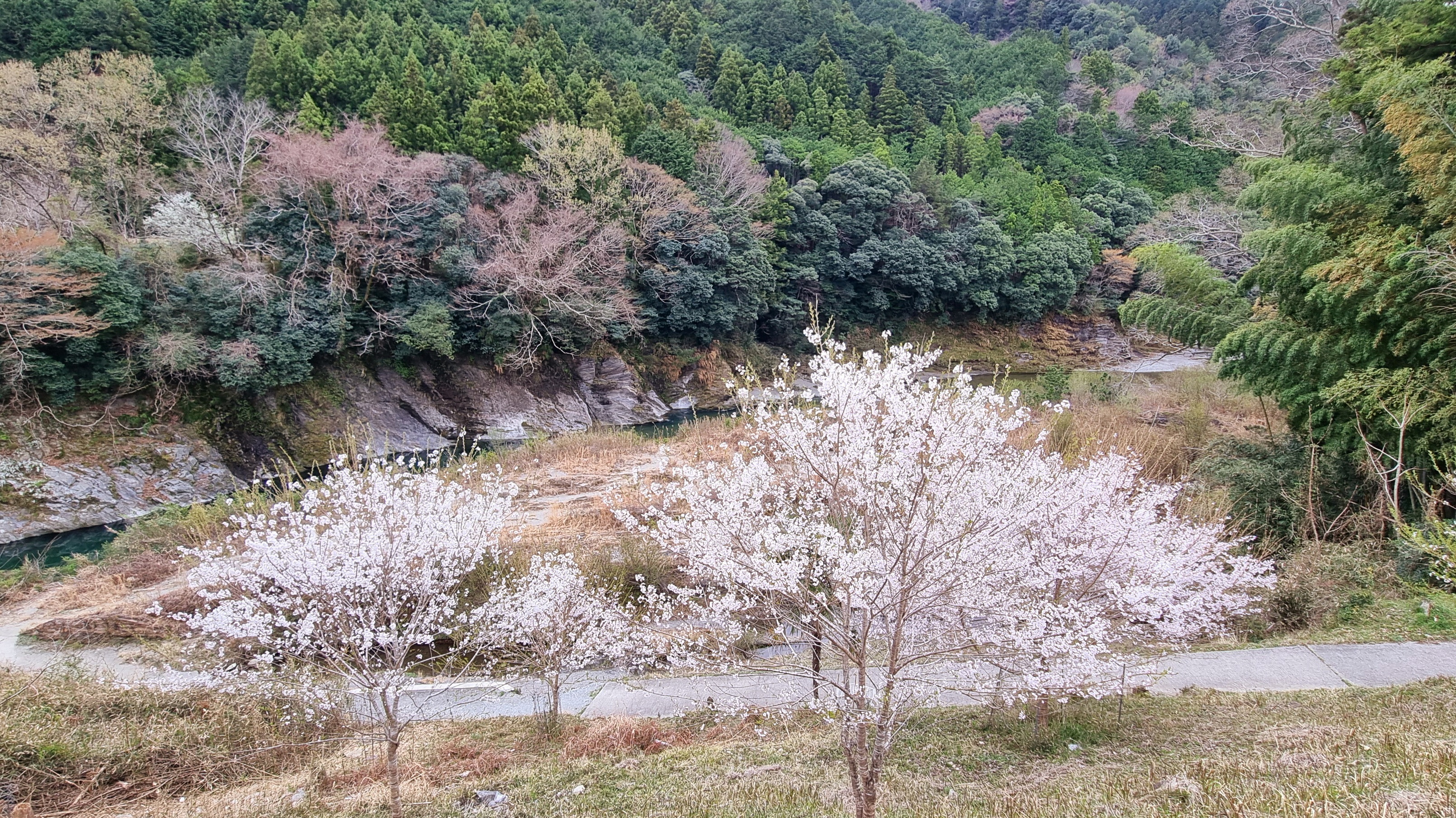 A棟　テラス景色　春