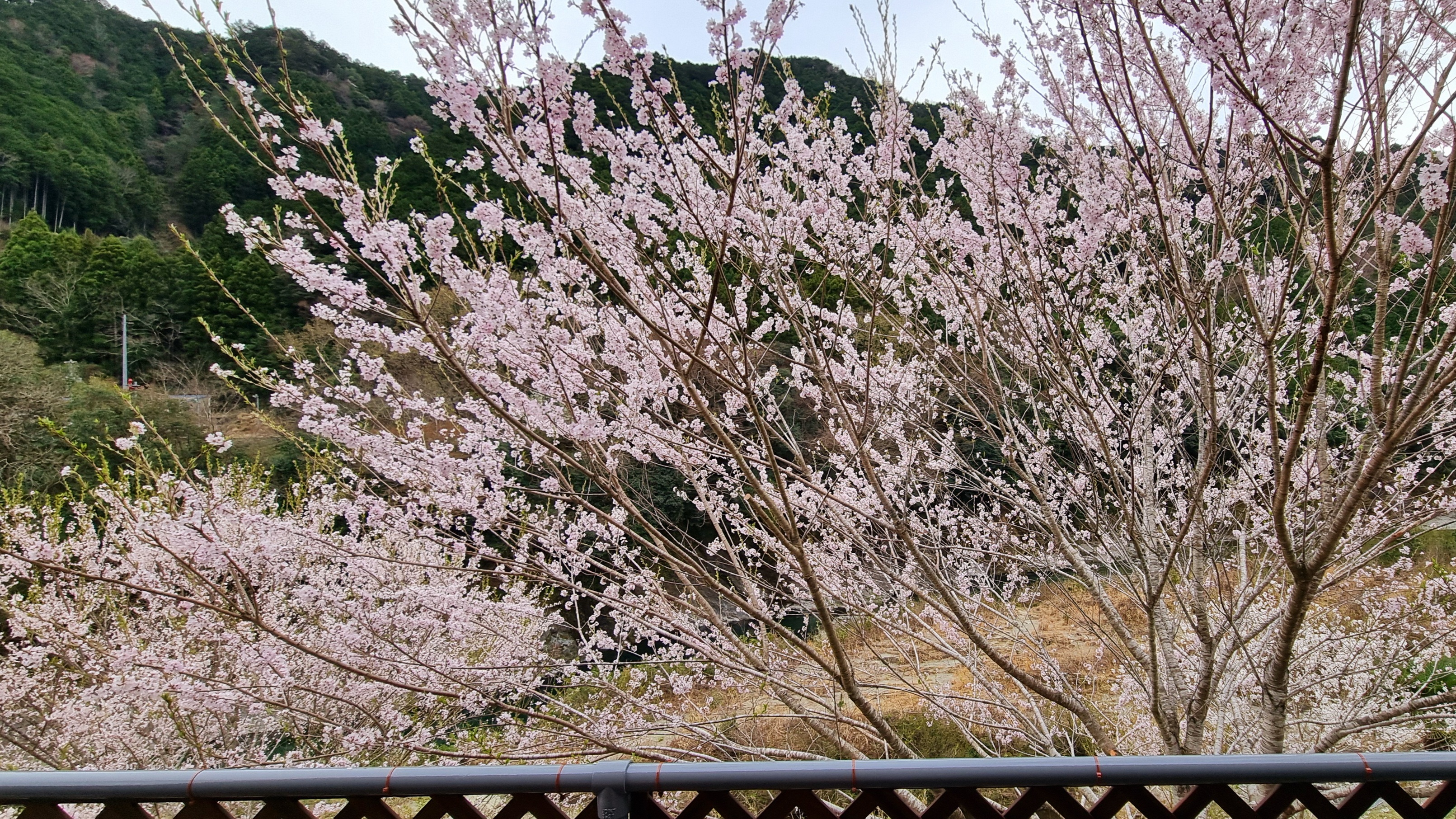 B棟　テラス　春の景色　桜