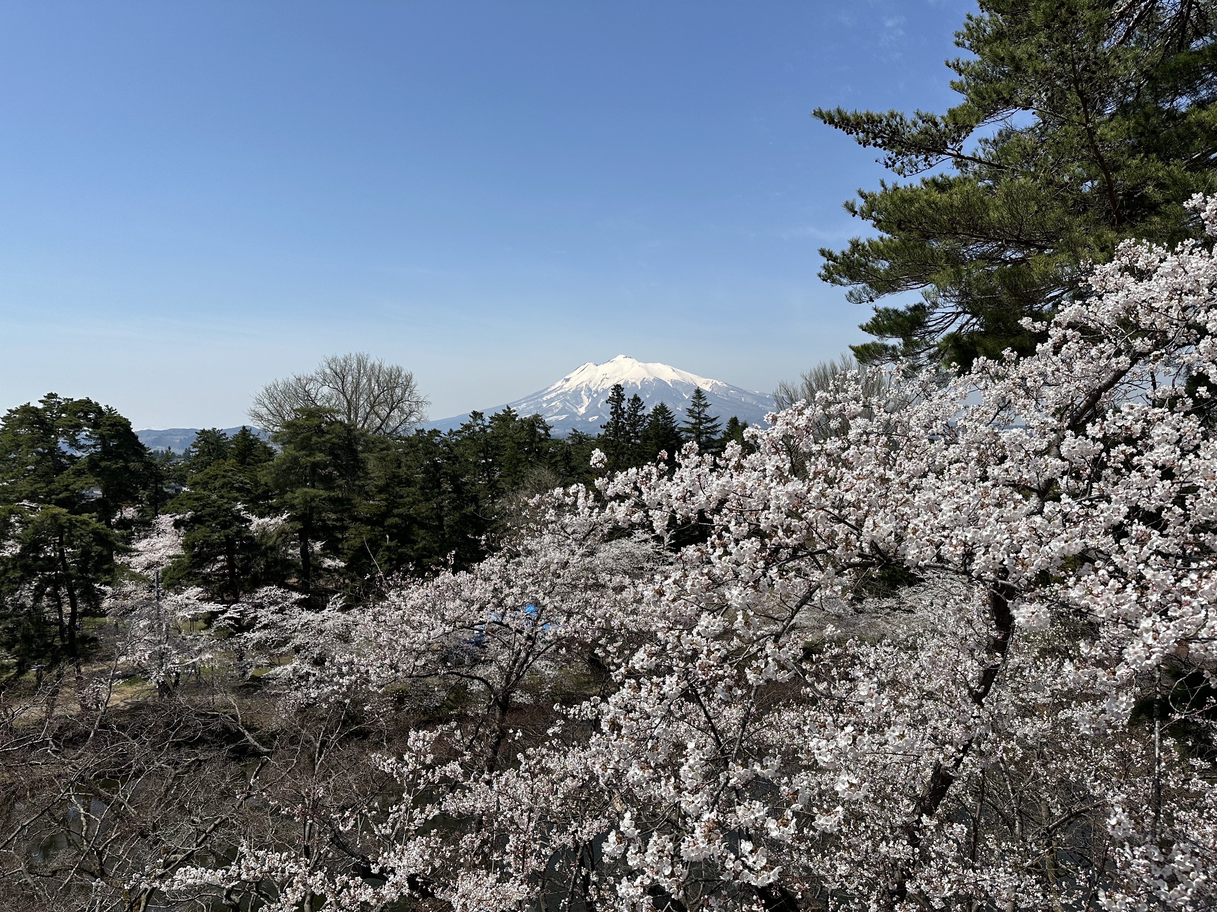 【春】弘前市の桜②