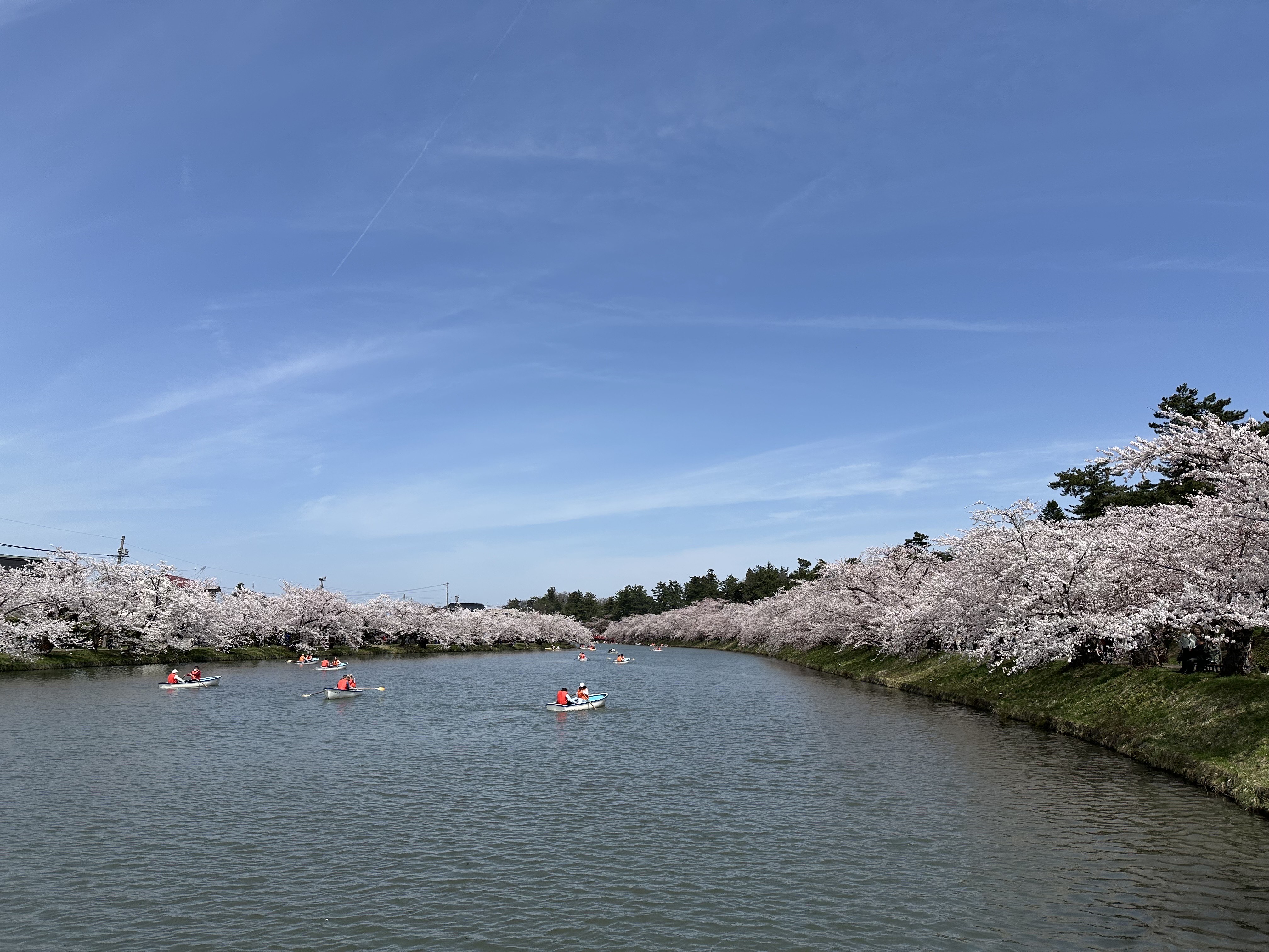 【春】弘前市の桜①