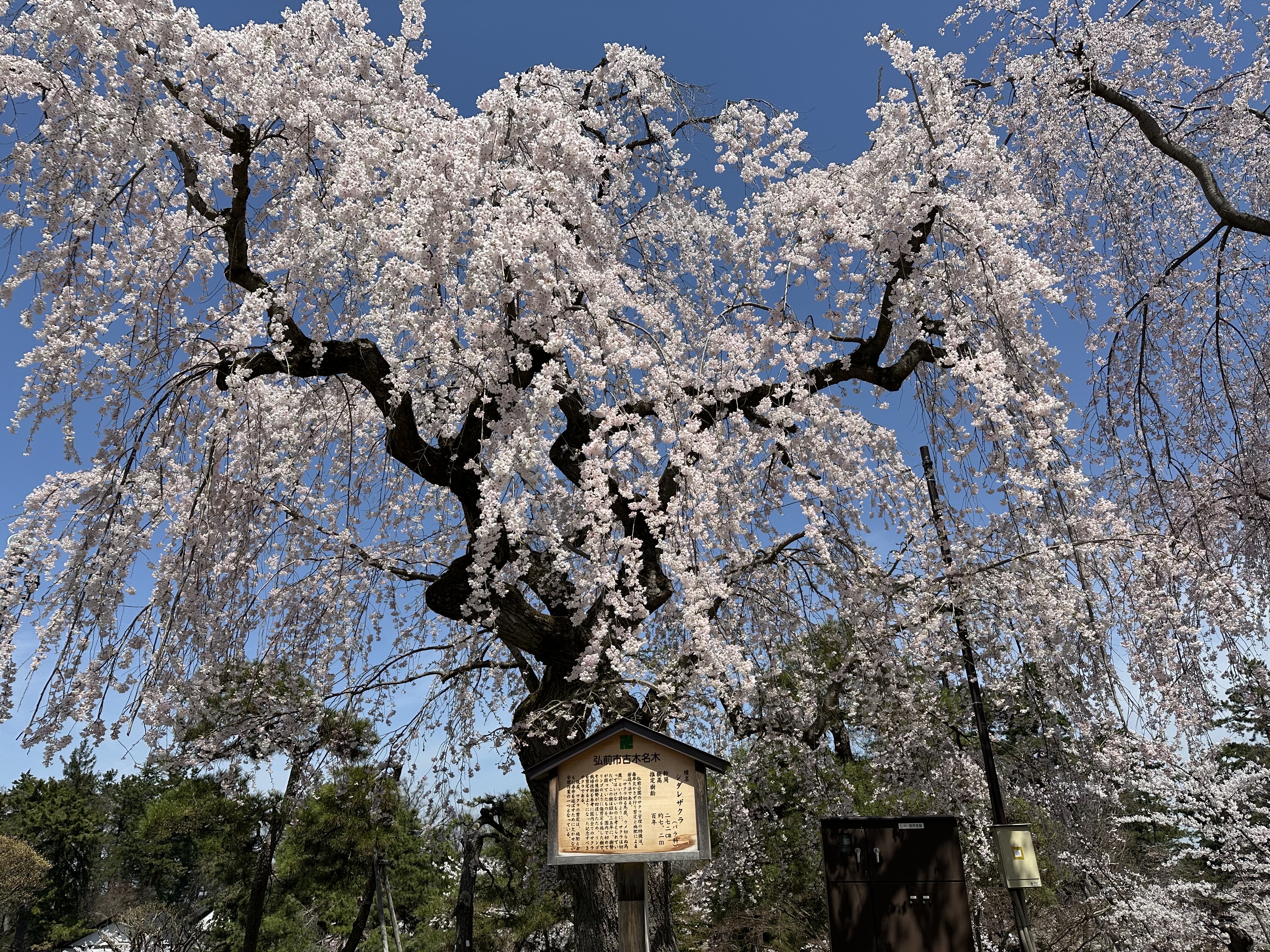 【春】弘前市の桜③