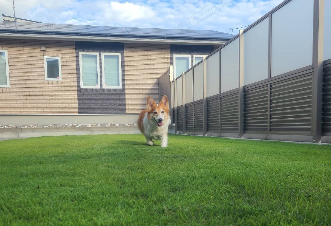 プライベートドックラン