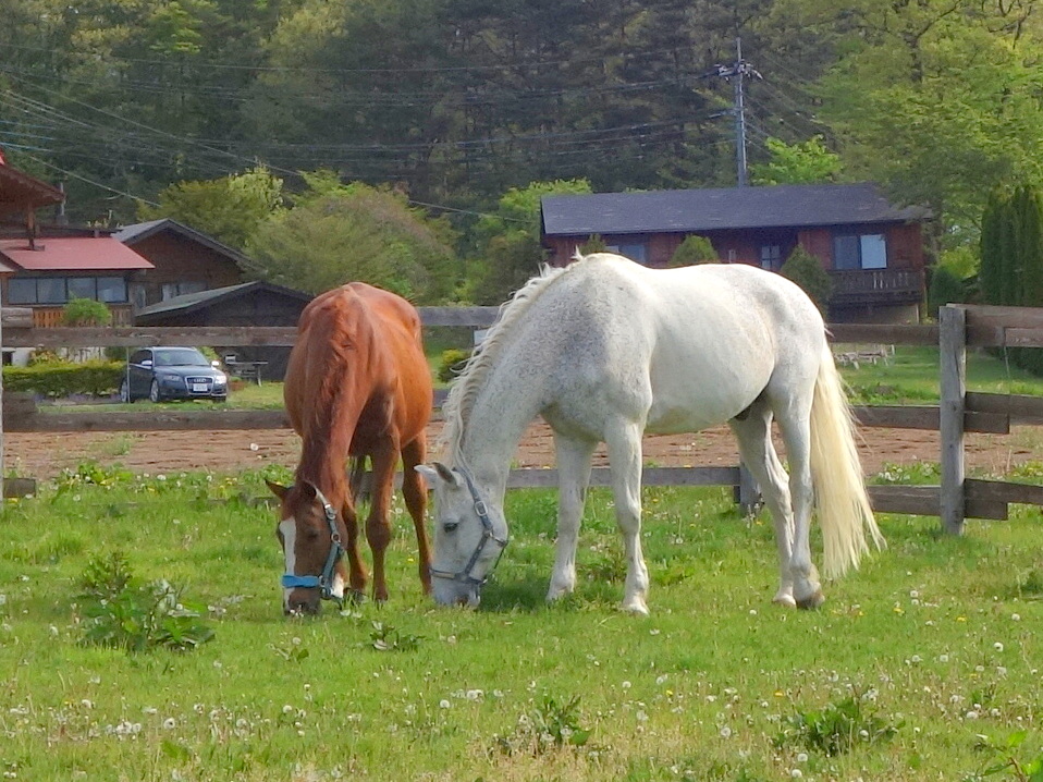 八ヶ岳ホースケア牧場