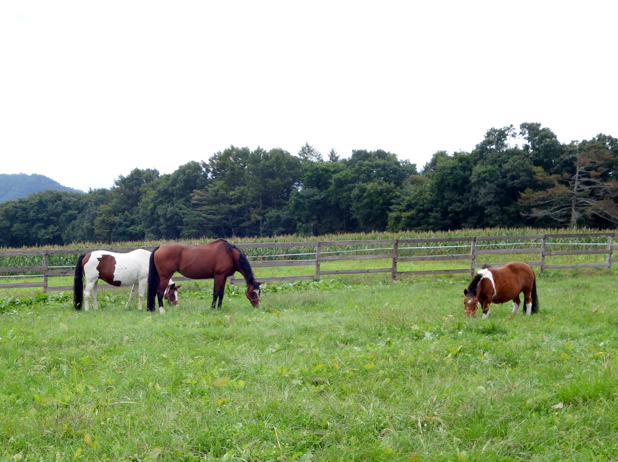 八ヶ岳ホースケア牧場