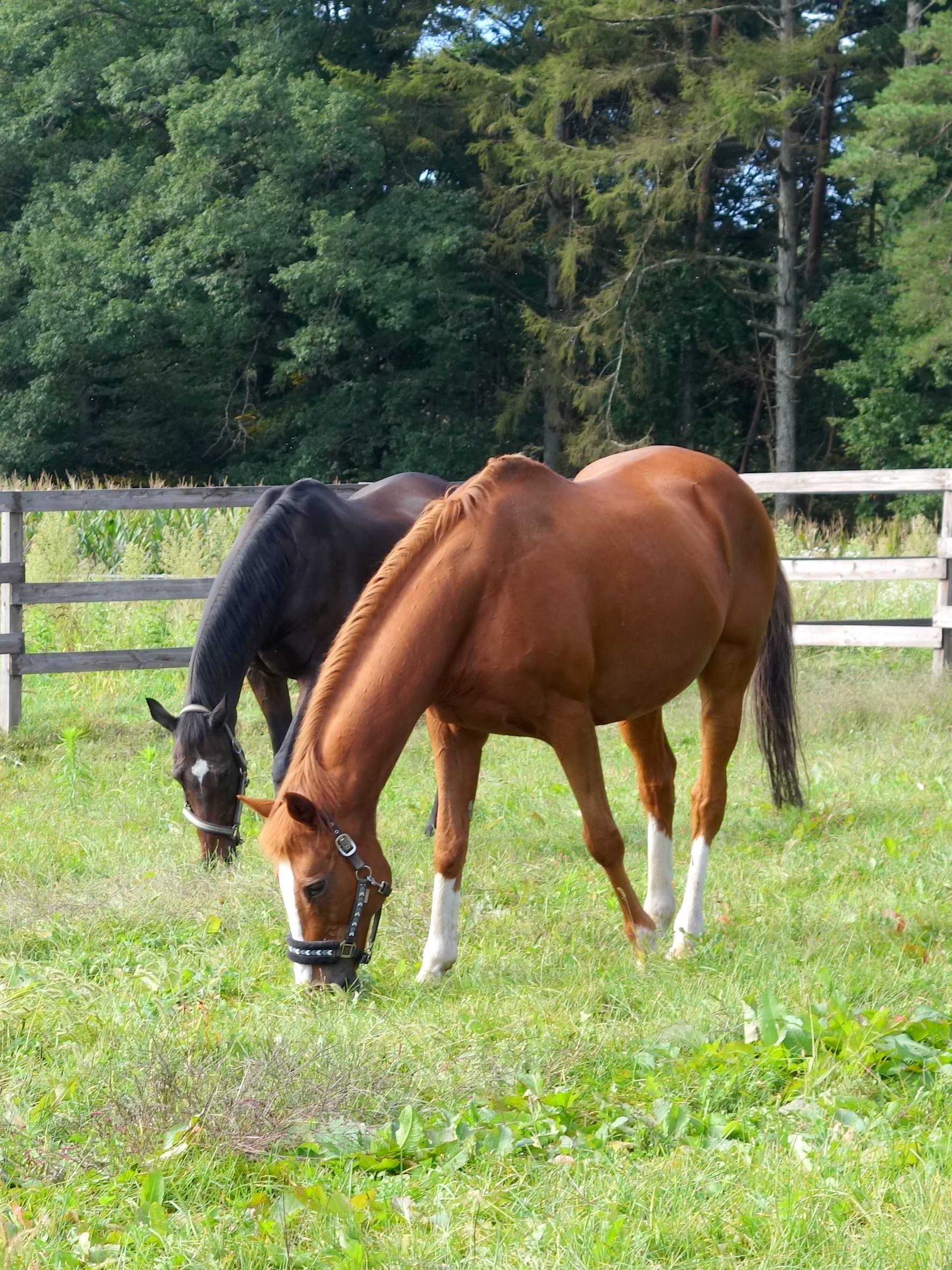 八ヶ岳ホースケア牧場
