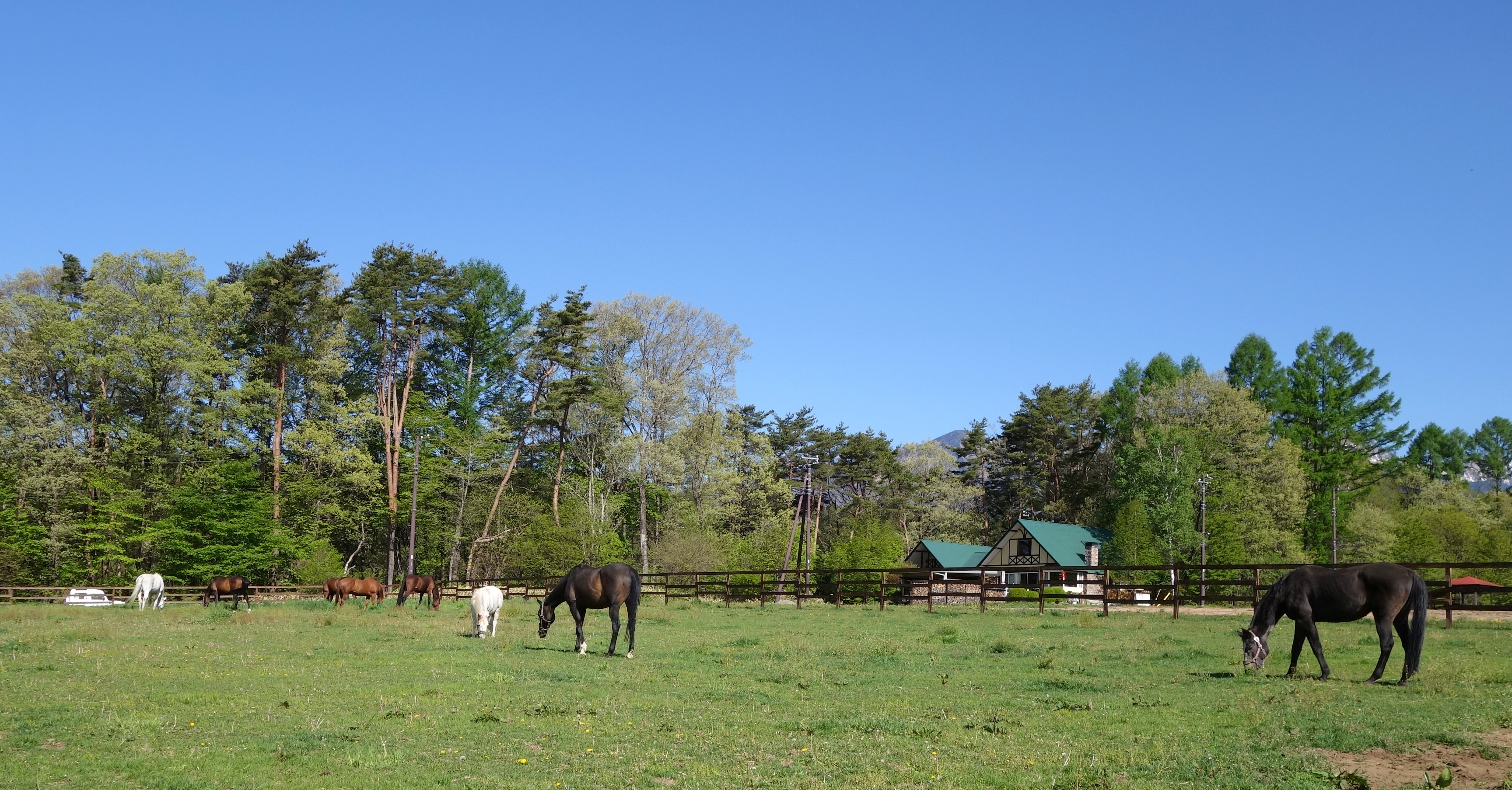 八ヶ岳ホースケア牧場