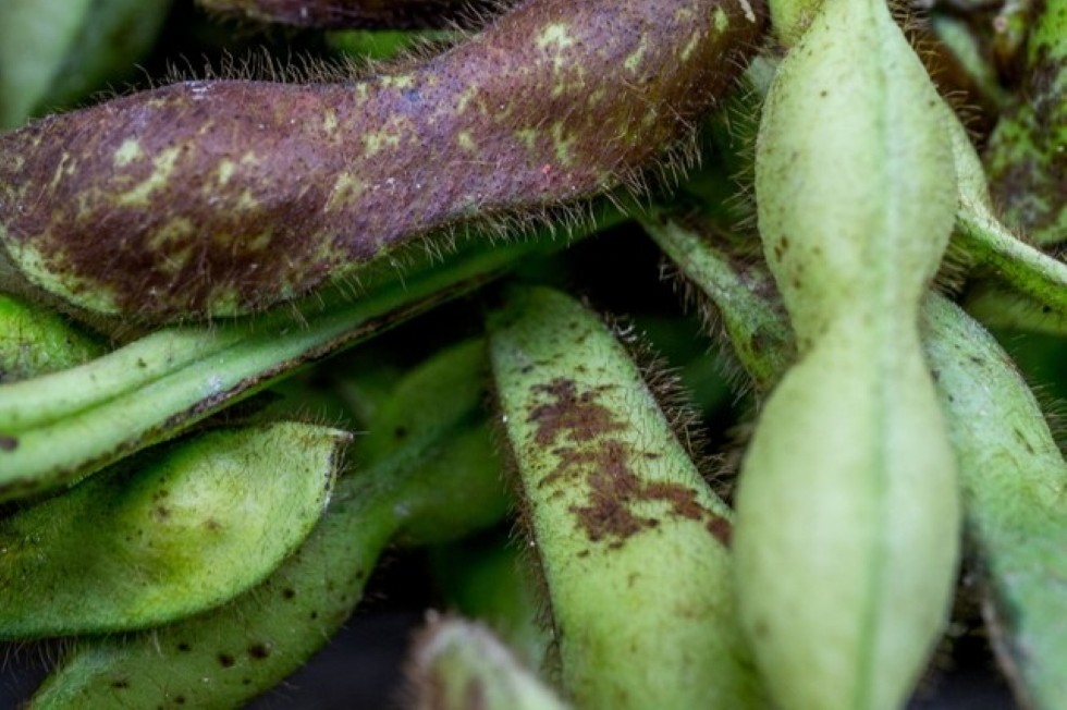 黒枝豆狩り体験