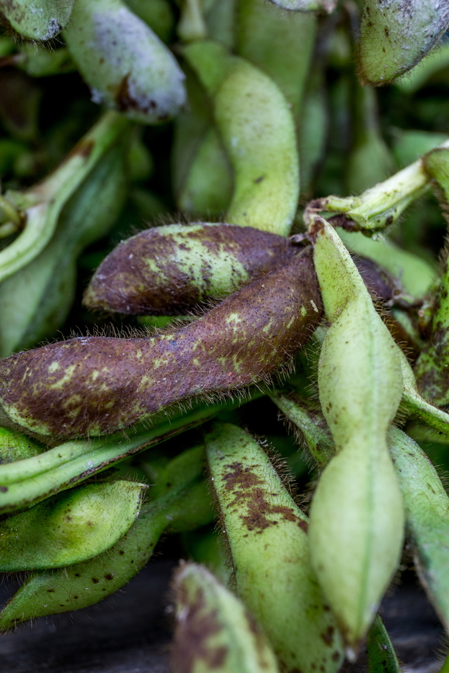 黒枝豆狩り体験