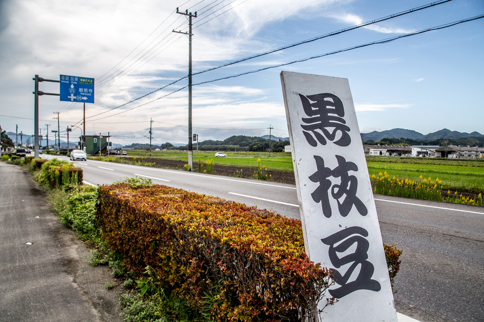 黒枝豆狩り体験