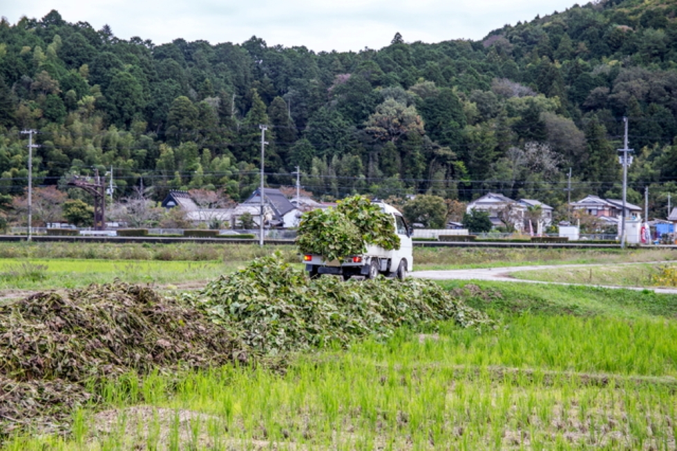 黒枝豆狩り体験