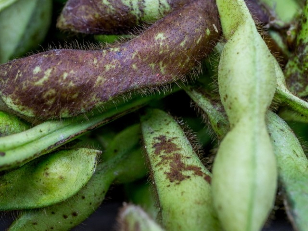 黒枝豆狩り体験