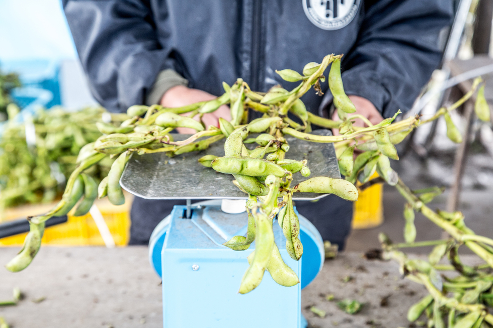 黒枝豆狩り体験