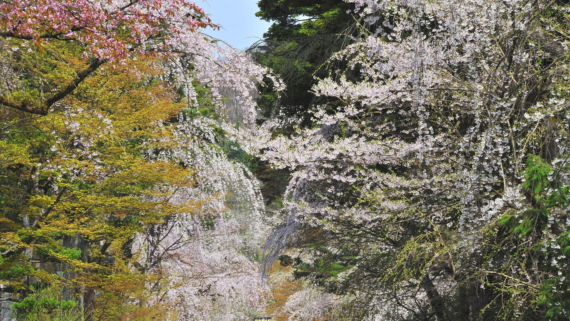 ■周辺観光｜角館武家屋敷の桜