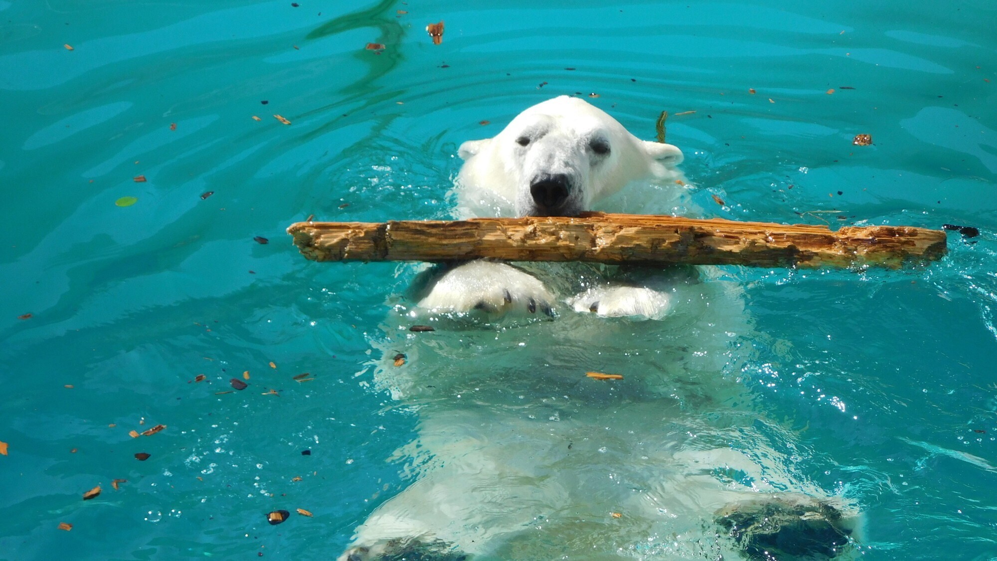■周辺観光｜男鹿水族館GAOの人気者！ホッキョクグマ